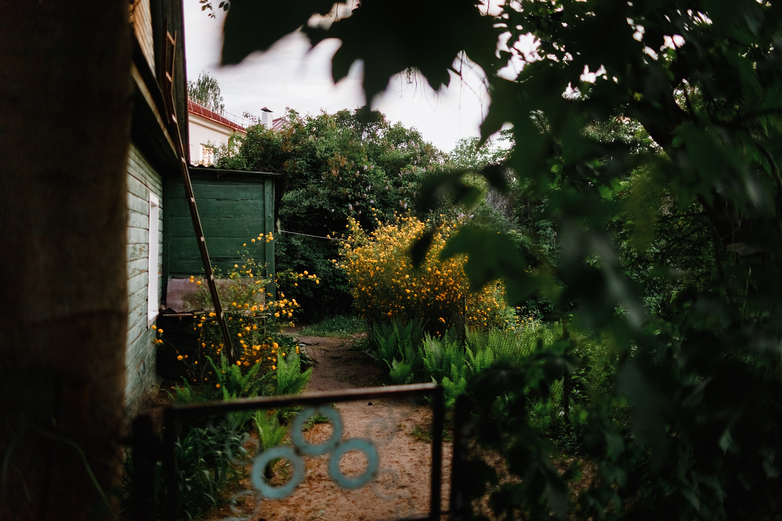 Grodno. Kaja | fotograf we Wrocławiu | ludzie i psy