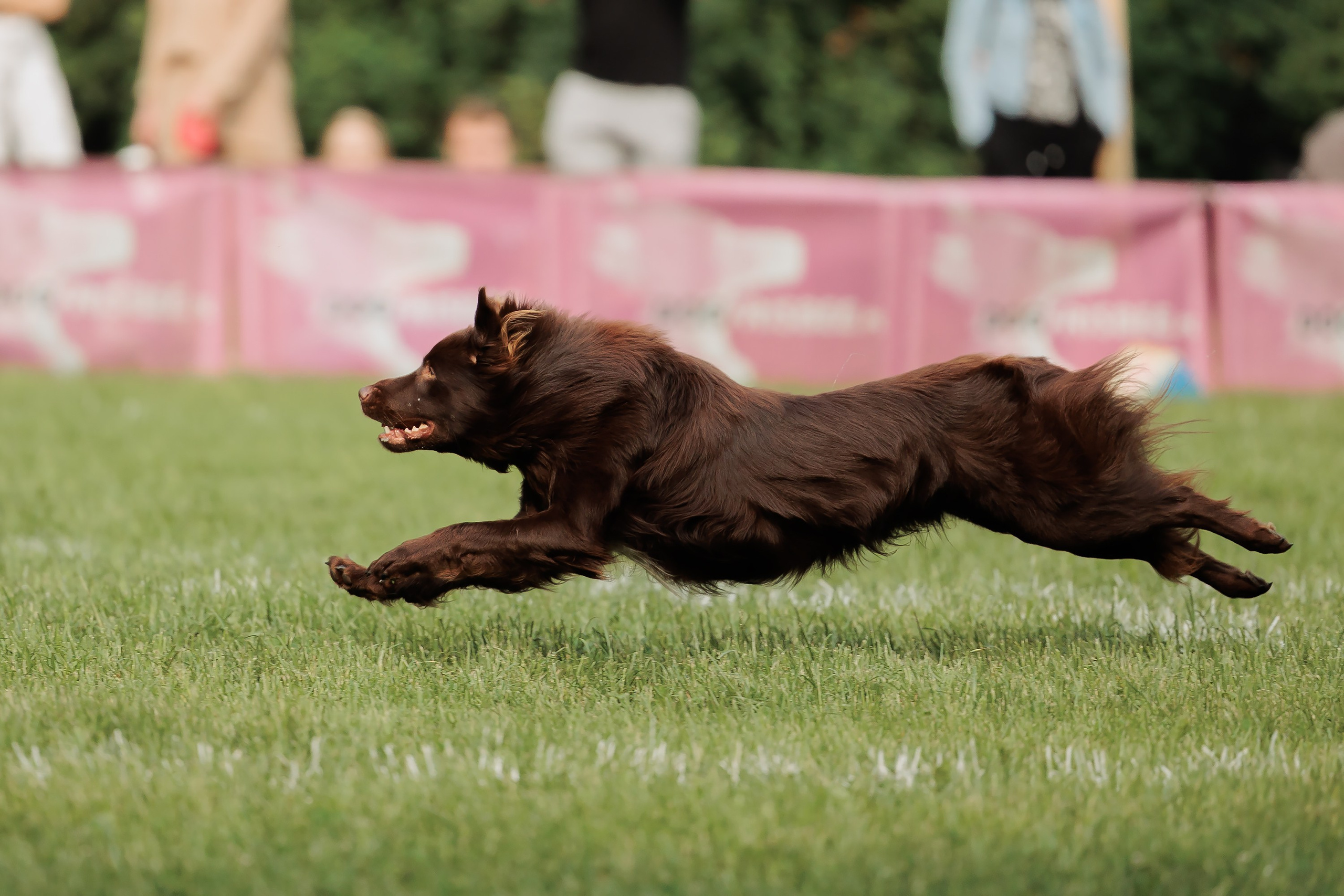Latające psy, Wrocław'25. Kaja | fotograf psów we Wrocławiu