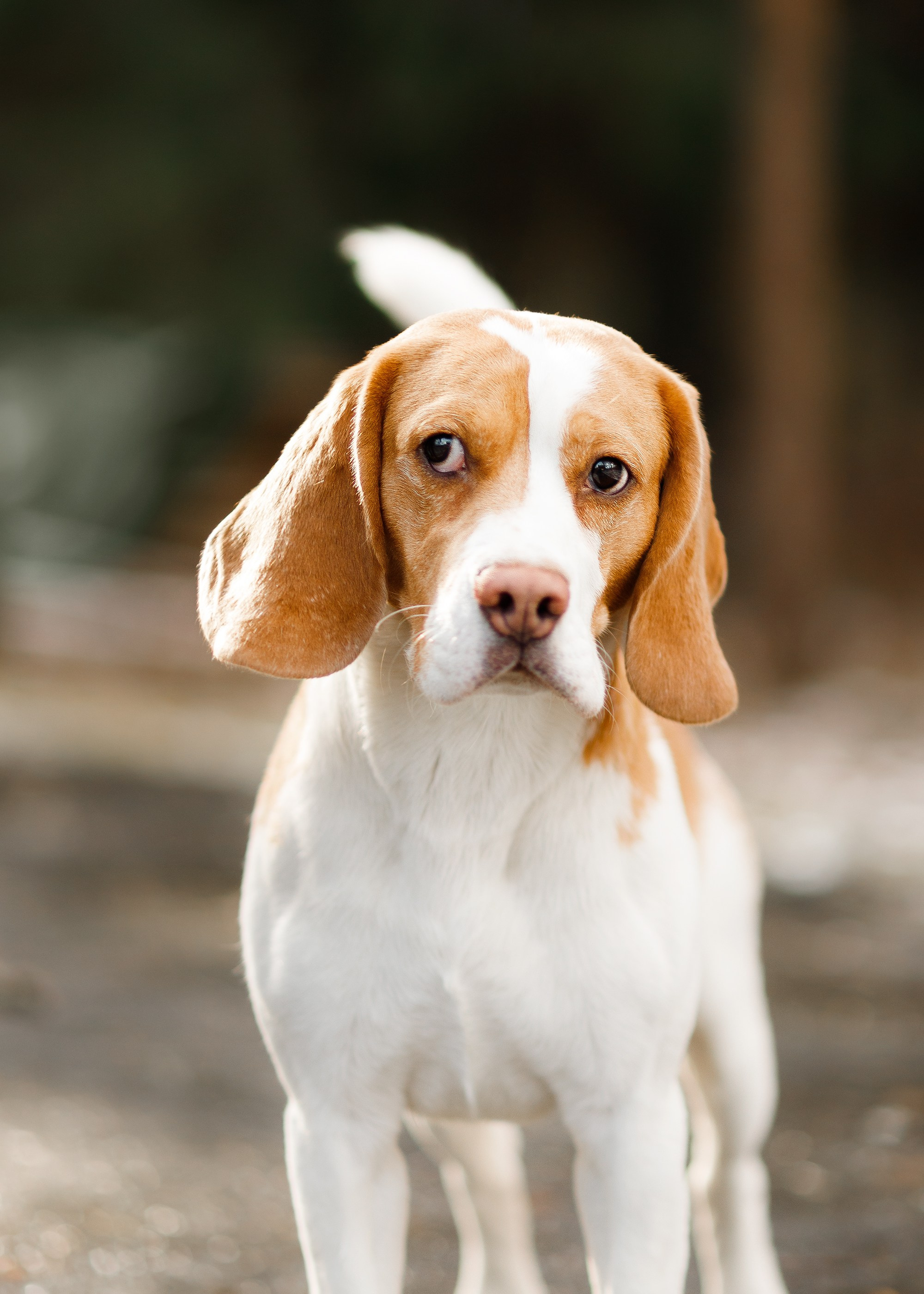 Corgi kennel & some other dogs in the forest. Kaja | fotograf psów we Wrocławiu