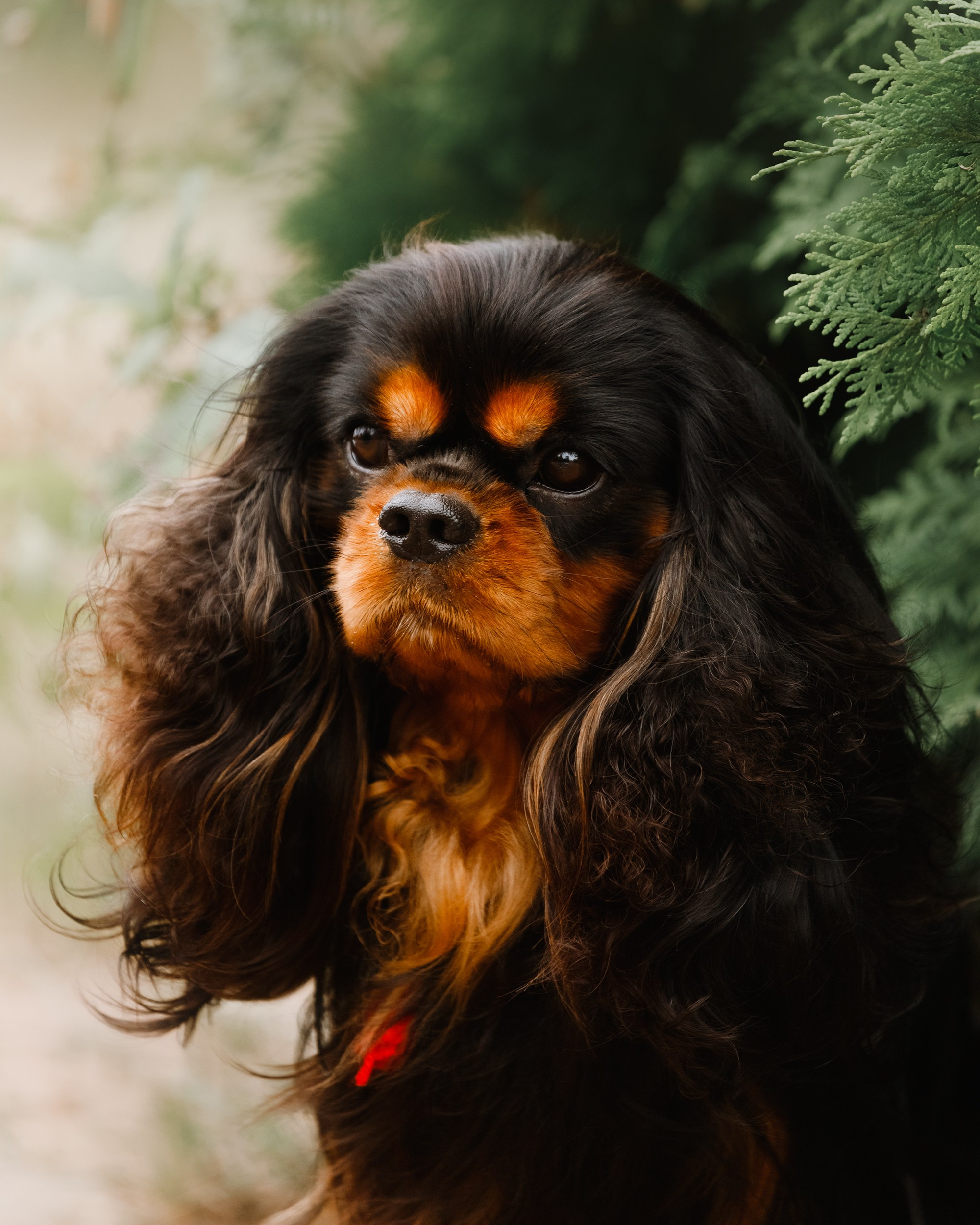 Dog shows | the best ones. Kaja | fotograf psów we Wrocławiu