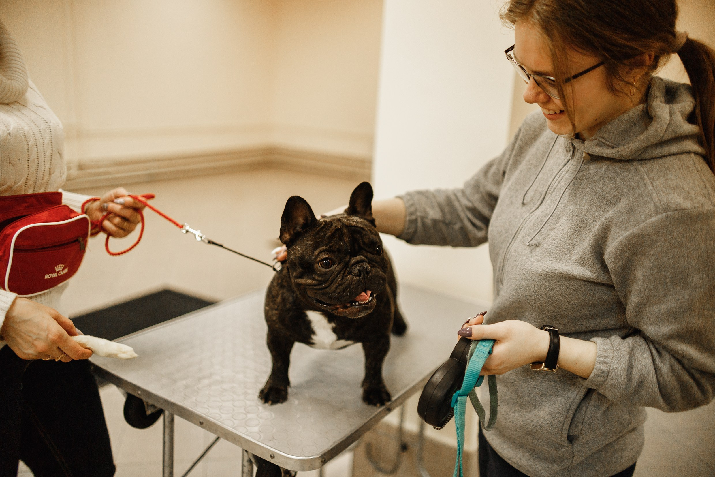 Dog handling hall. Kaja | fotograf we Wrocławiu | ludzie i psy
