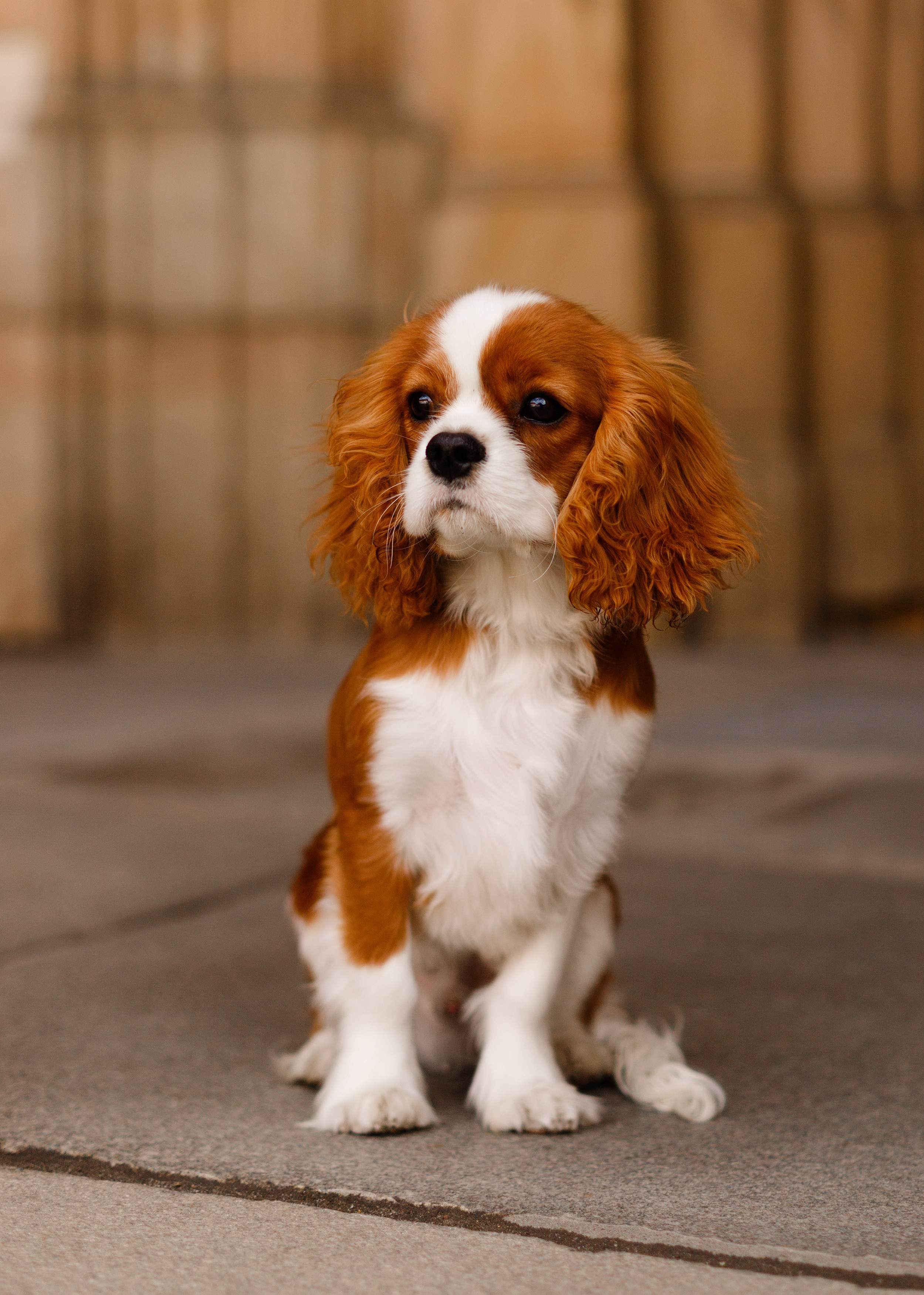 Uliana i Franklin. Kaja | fotograf we Wrocławiu | ludzie i psy