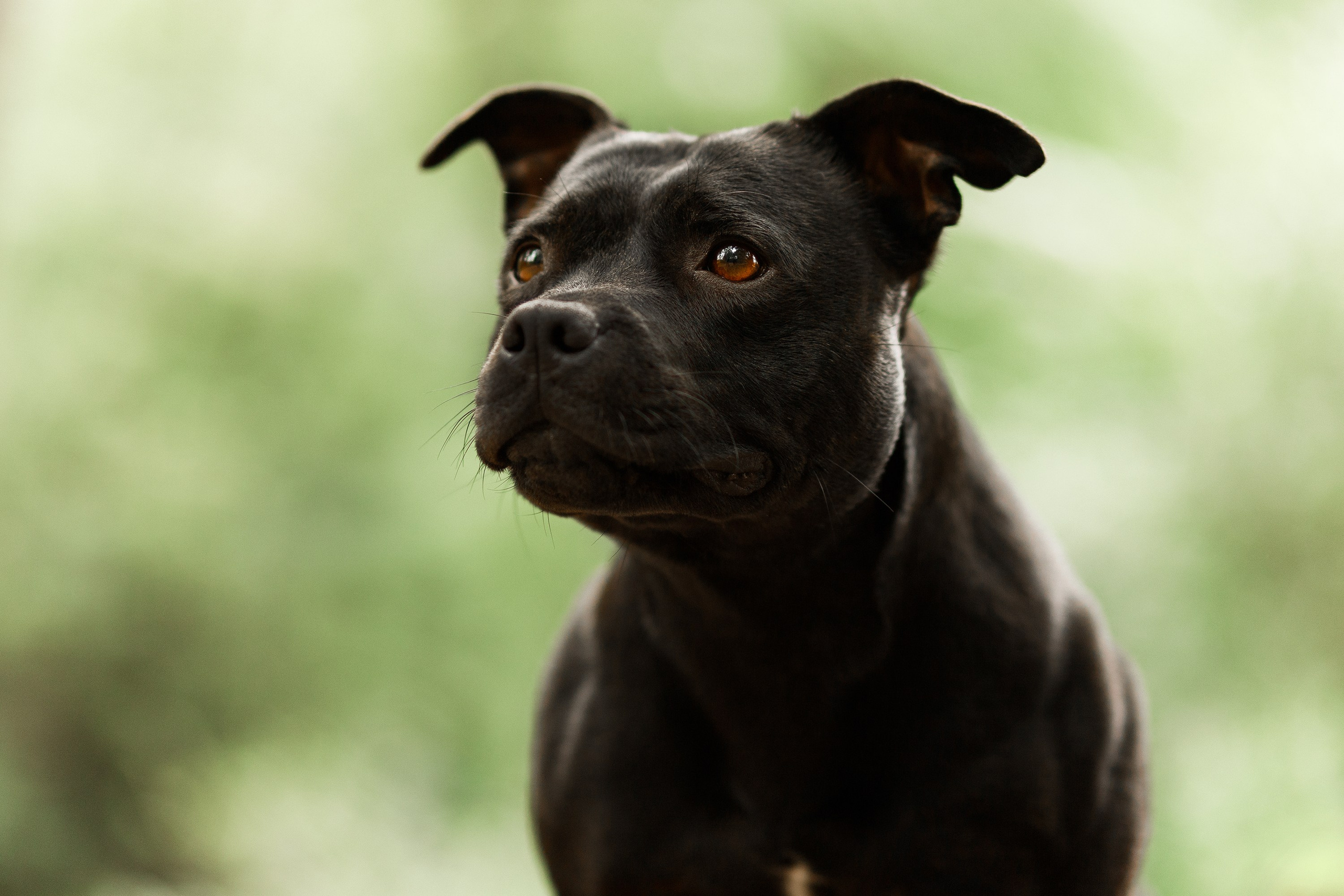 Staffy Yosia. Kaja | fotograf we Wrocławiu | ludzie i psy
