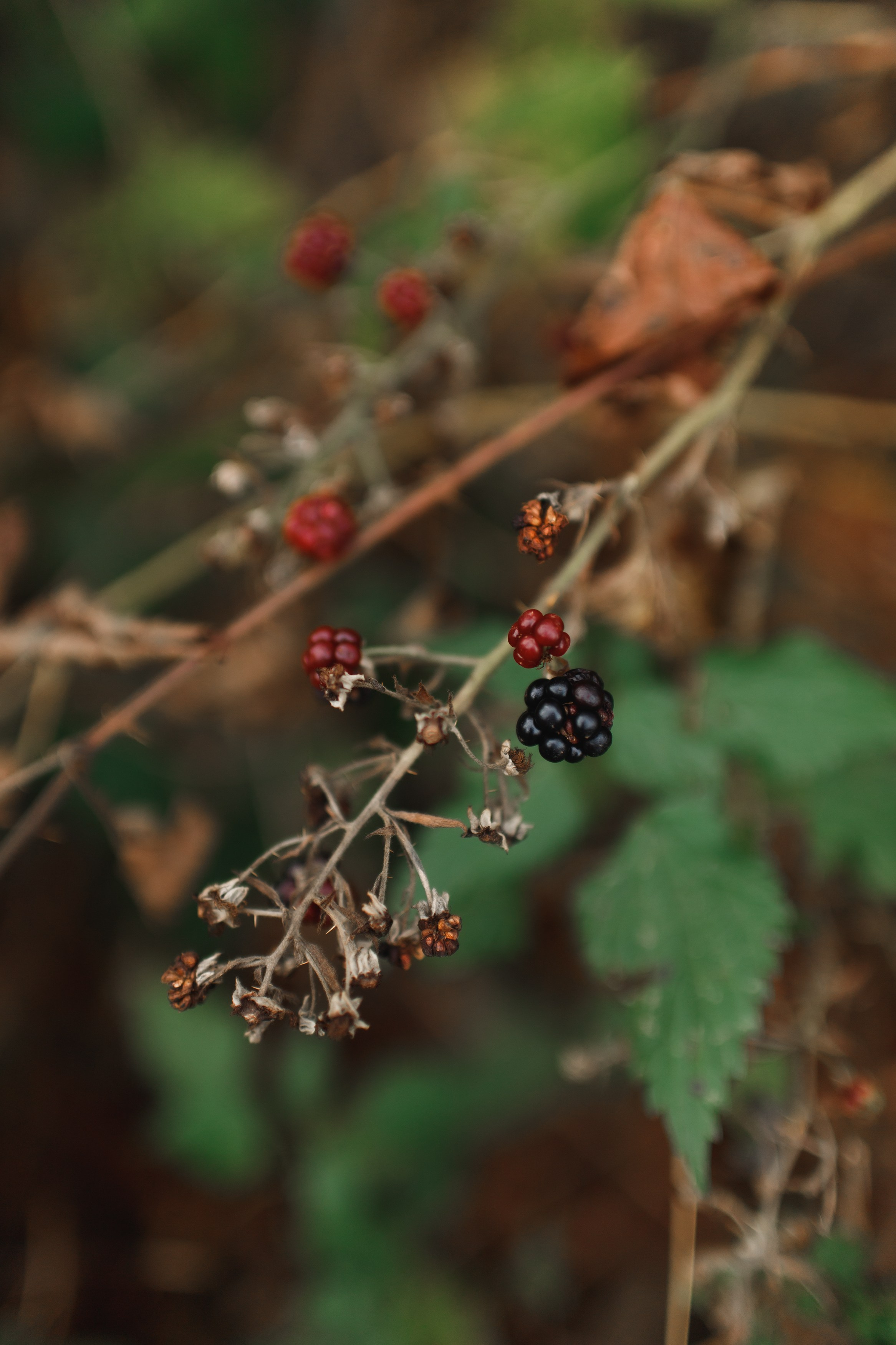 Sowie góry. Kaja | fotograf we Wrocławiu | ludzie i psy