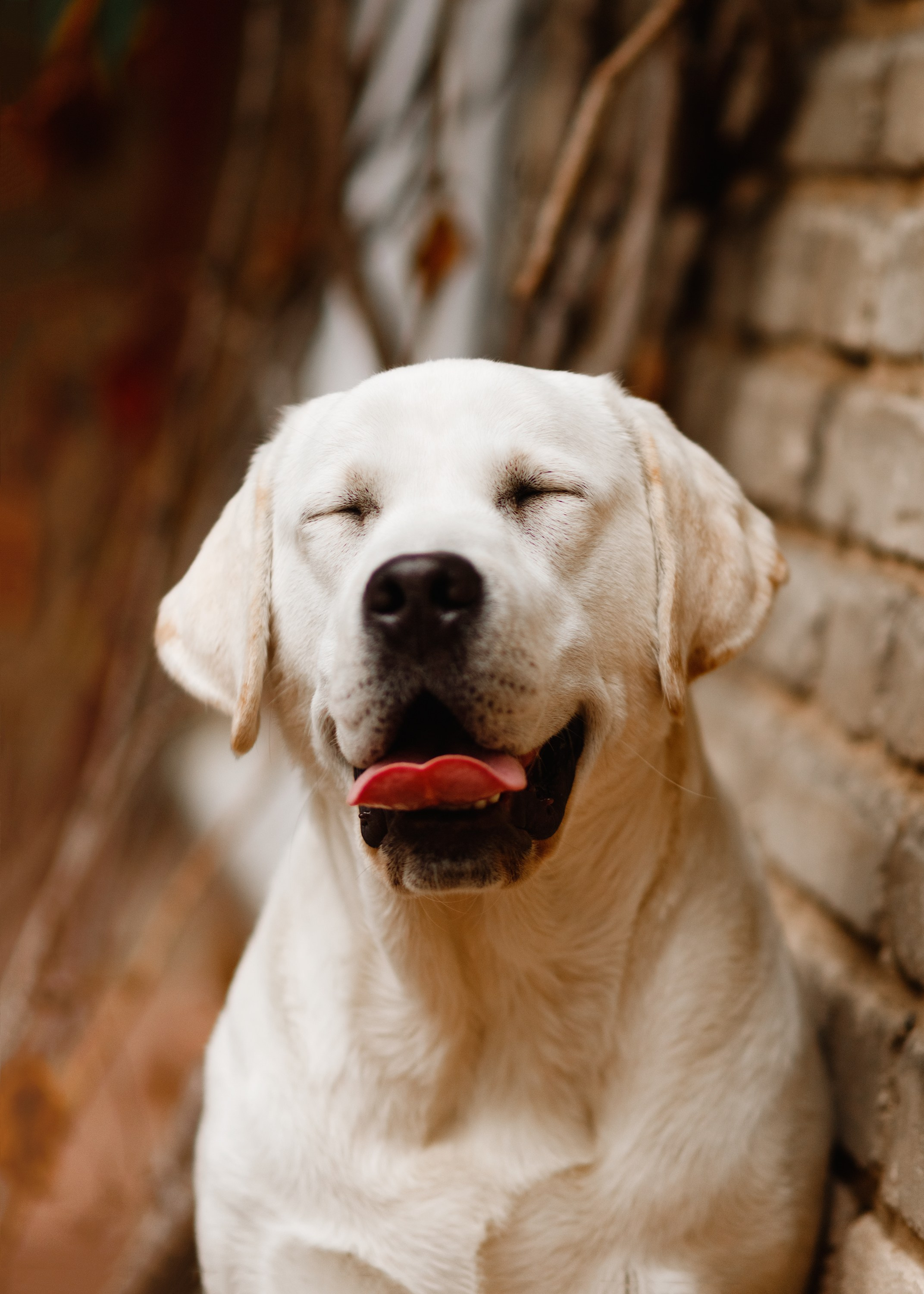 Tatiana & Tessa. Kaja | fotograf we Wrocławiu | ludzie i psy