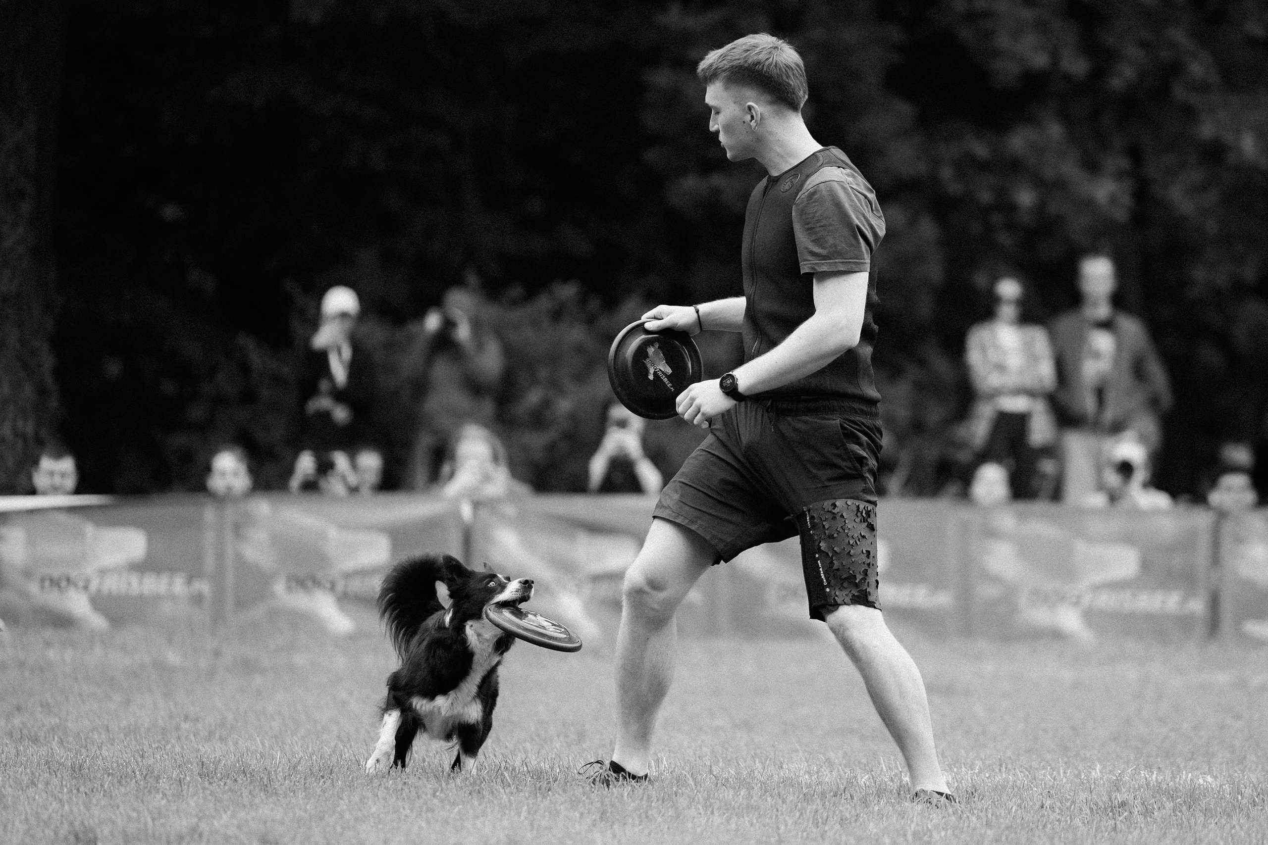 Latające psy, Wrocław'25. Kaja | fotograf psów we Wrocławiu