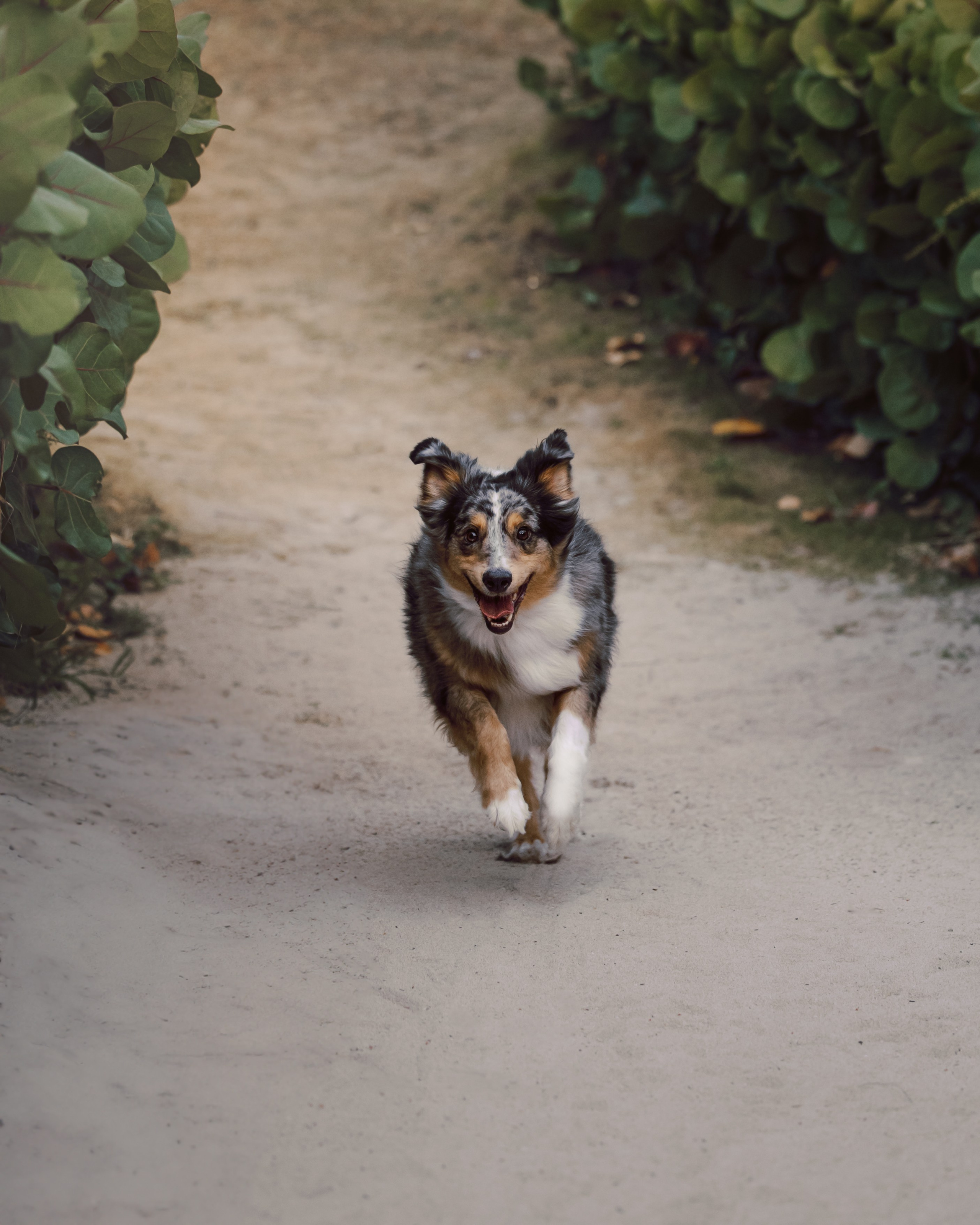 Lou & Eliya. Pet Photographer Viktoriya Aleshenko