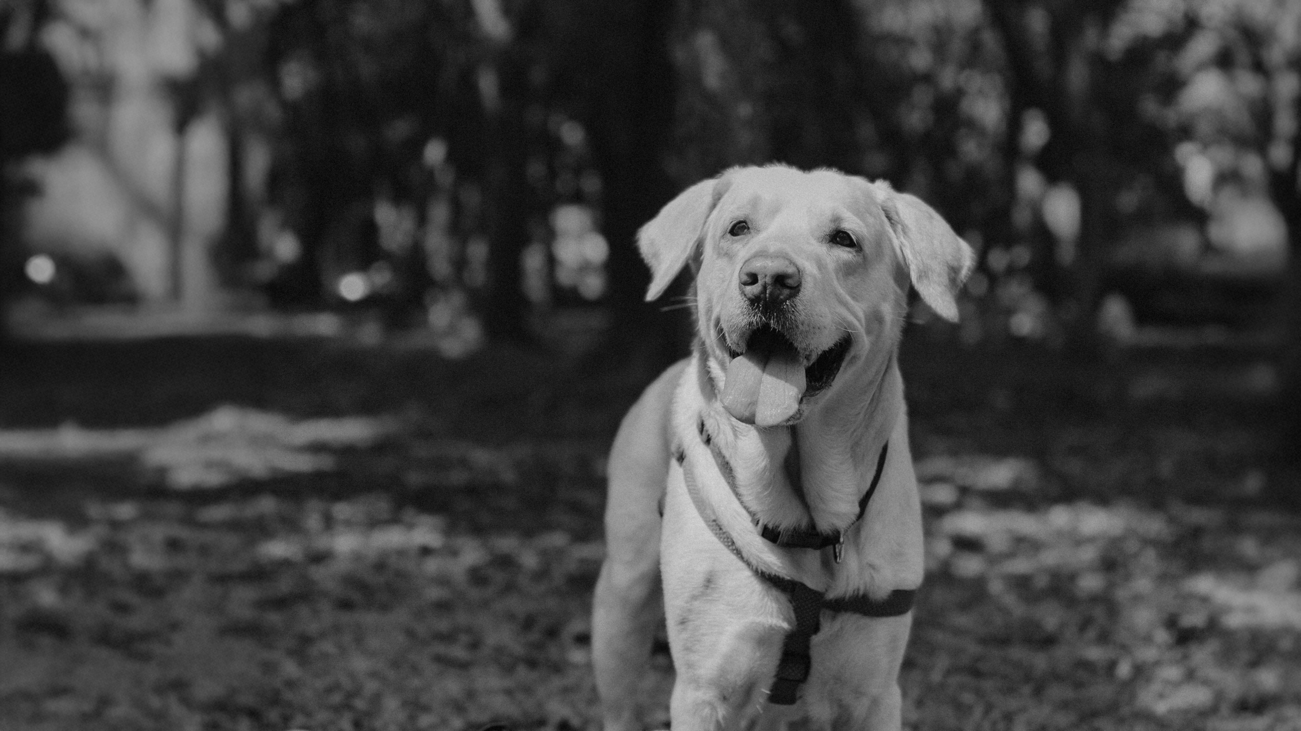 Darshana & Debabrata Pre-wedding. Wedding and Family photographer in india