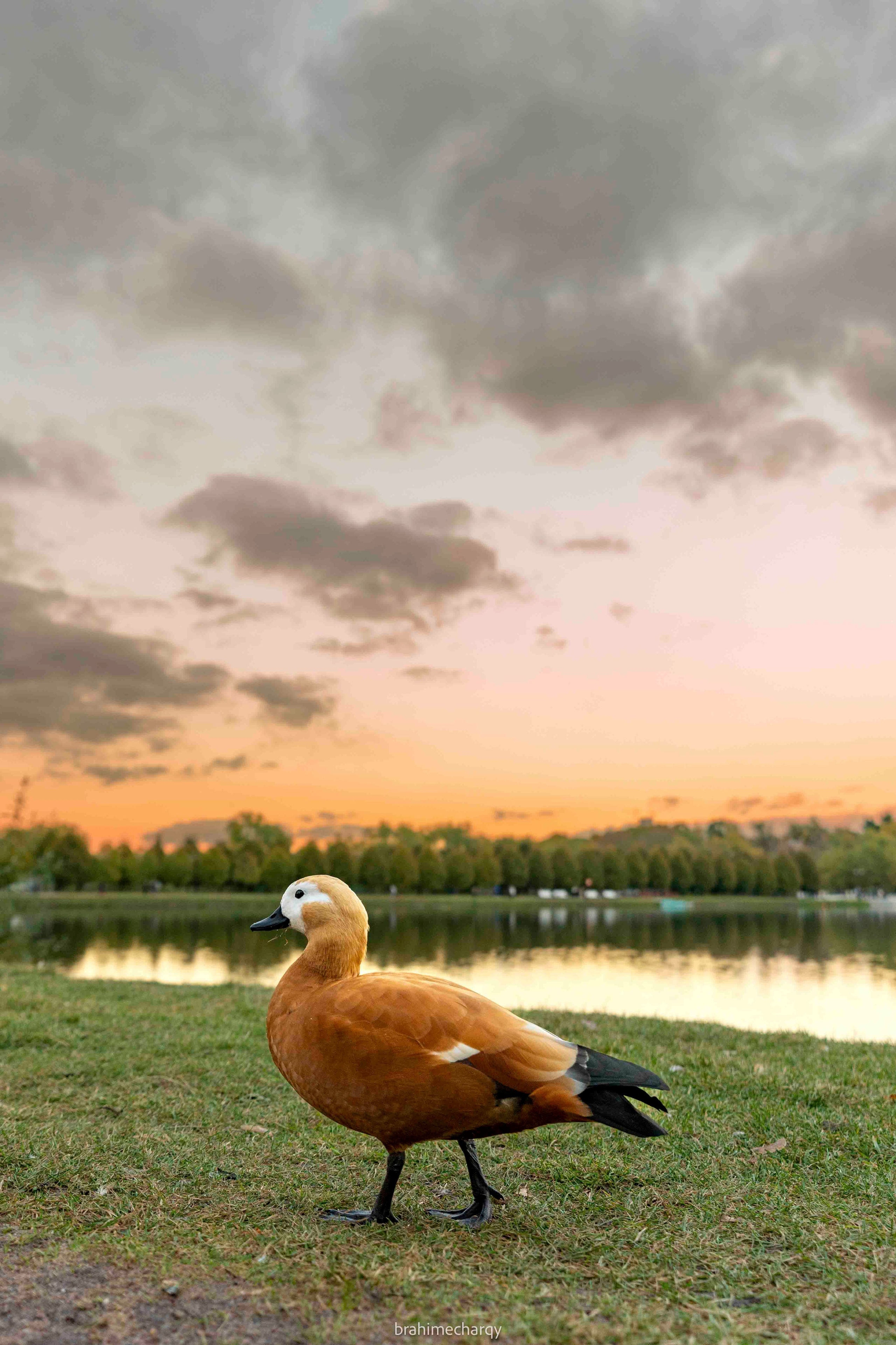 Фото. Брахим — фотограф