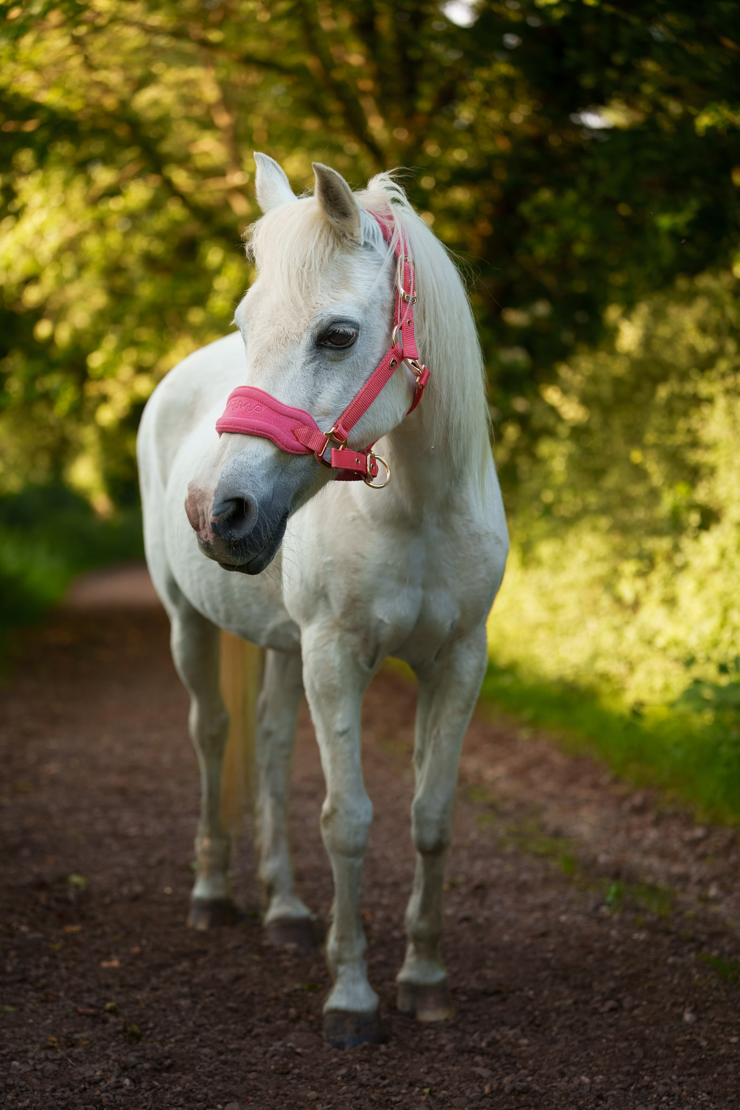 Equine Photography Portfolio | Leicestershire Horse Portrait Photographer. Leicestershire Equine Photography by El | Authentic Equine Portraits & Events