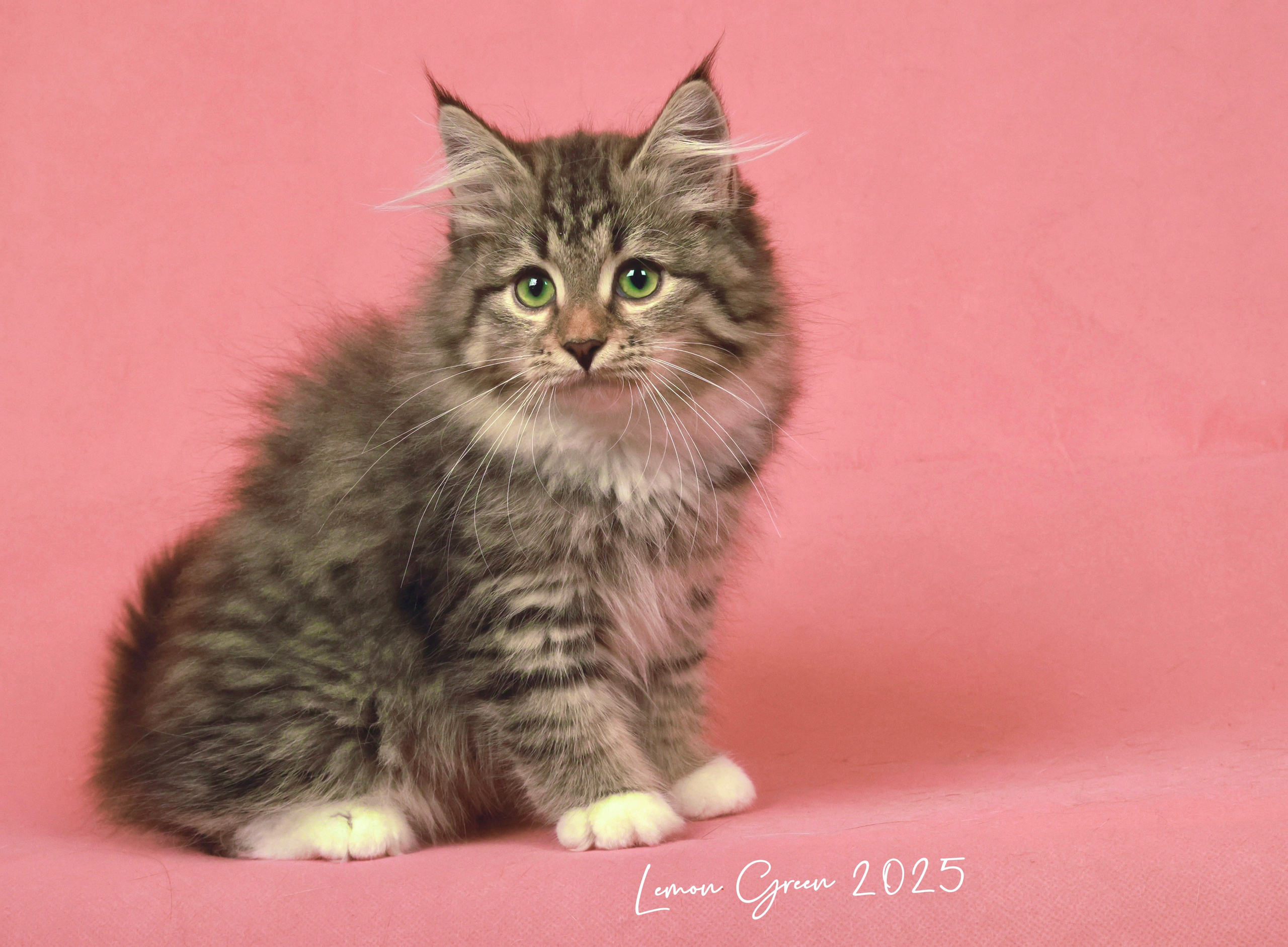 LEMON GREEN SIBERIANS LITTER OTMA