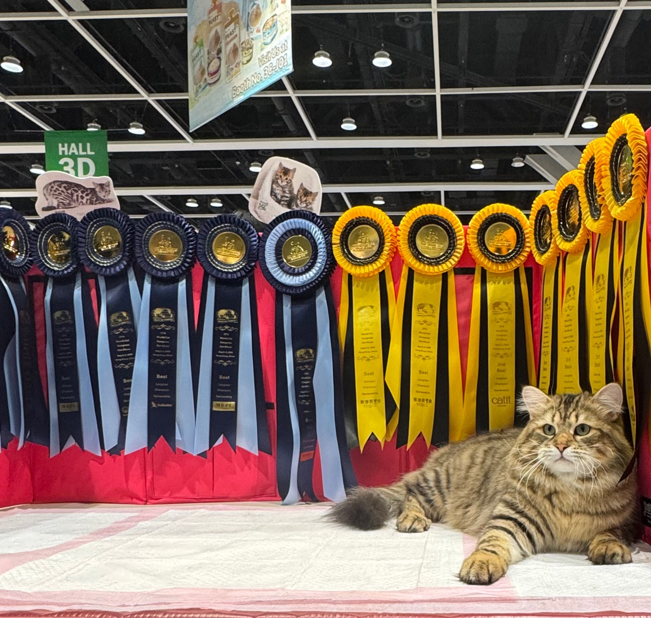 LEMON GREEN SIBERIANS CHUDO