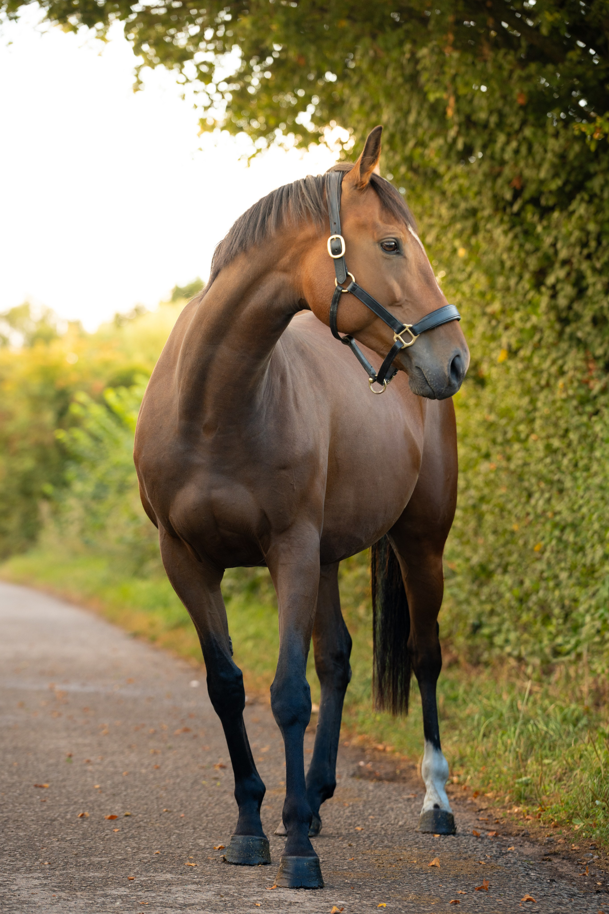 Equine Photography Portfolio | Leicestershire Horse Portrait Photographer. Leicestershire Equine Photography by El | Authentic Equine Portraits & Events