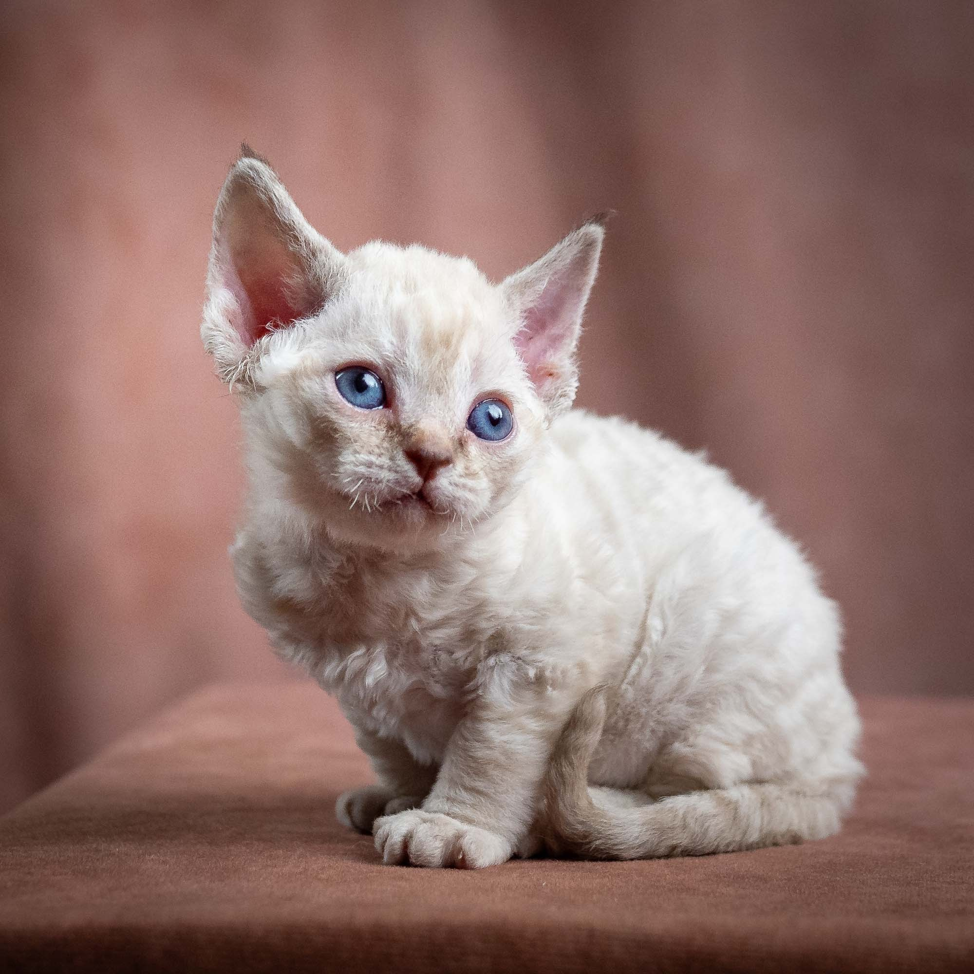 Maya, girl, born 01.15.26. Devon Rex Pixie Cattery