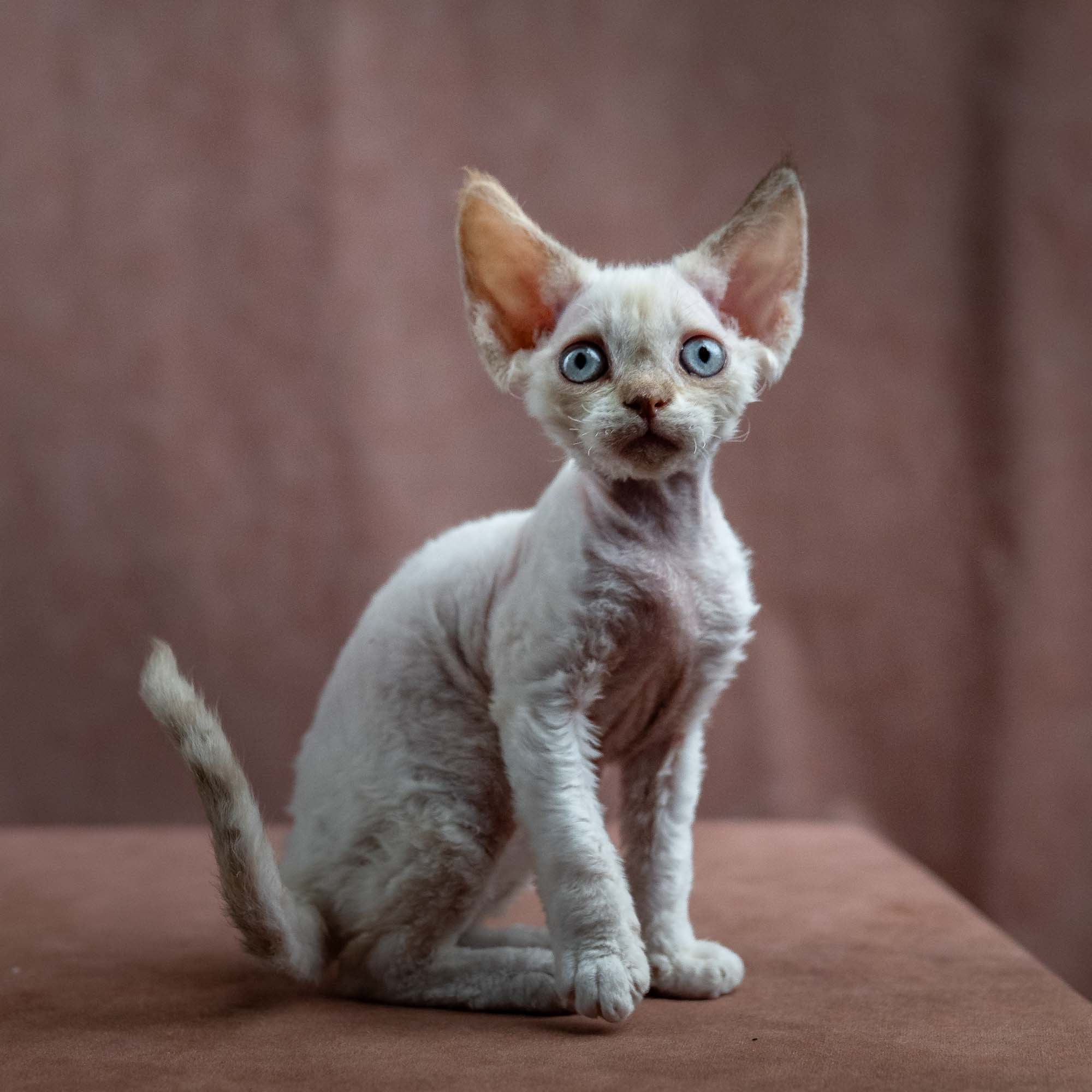 Jessica, girl, born 06.25.2025. Devon Rex Pixie Cattery