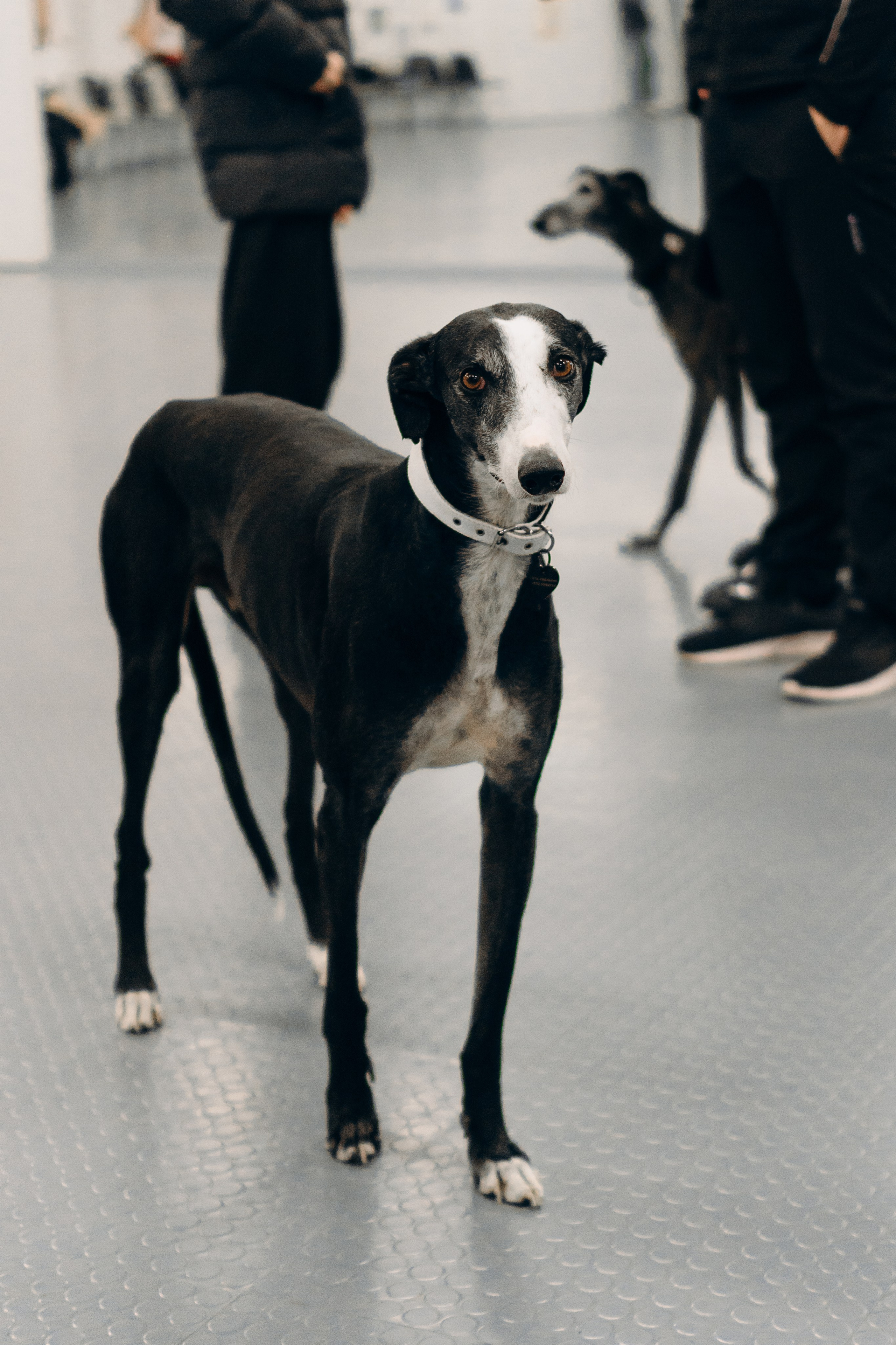 GalgoTreff / PetCity Rannamõisa, 13 apr. 2025. Kat Laisaar — Pet photographer in Tallinn