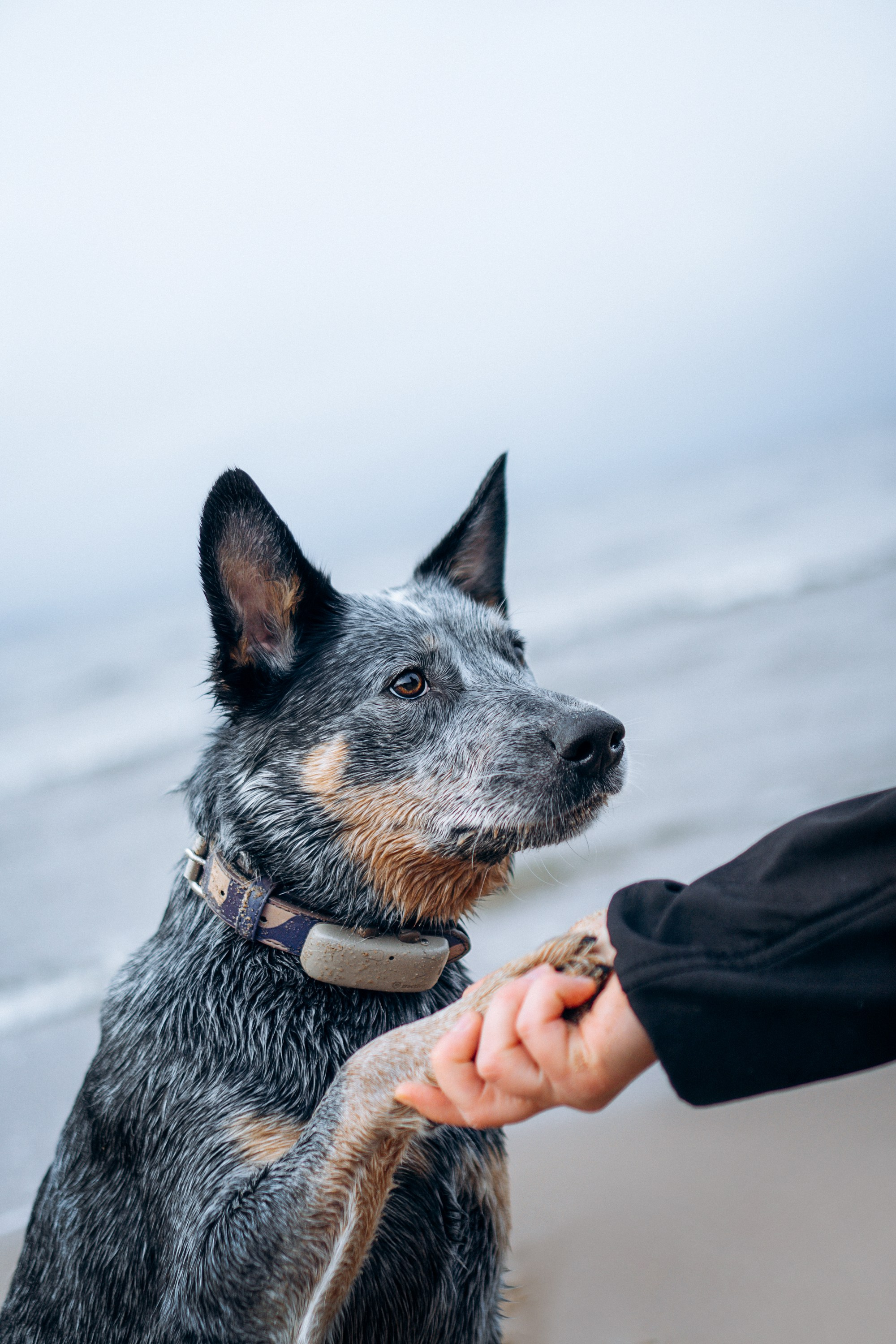 Polina and her Dakota, Australian Cattle Dog. Kat Laisaar — Pet photographer in Tallinn