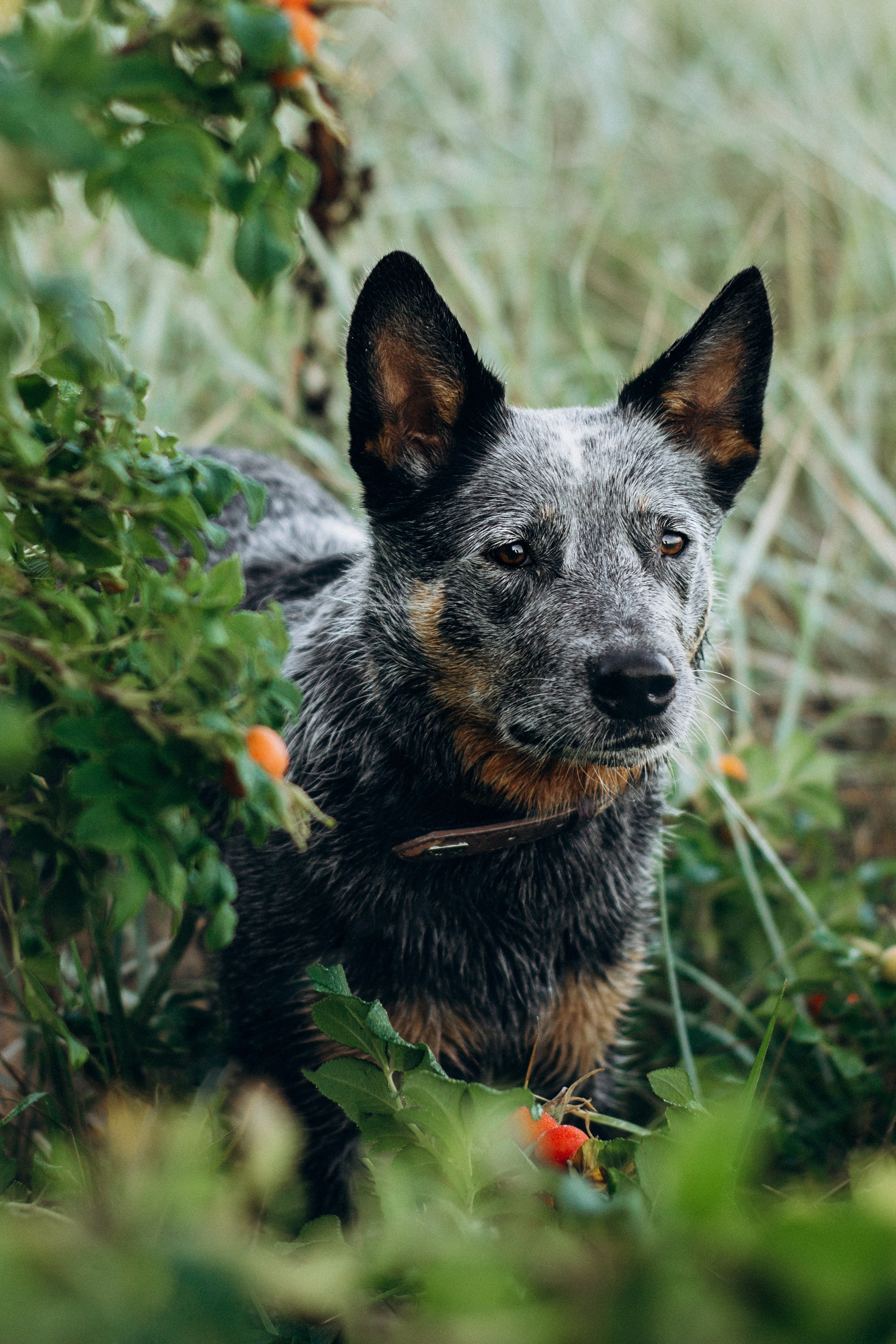 Dakota, Australian Cattle Dog. Kat Laisaar — Pet photographer in Tallinn