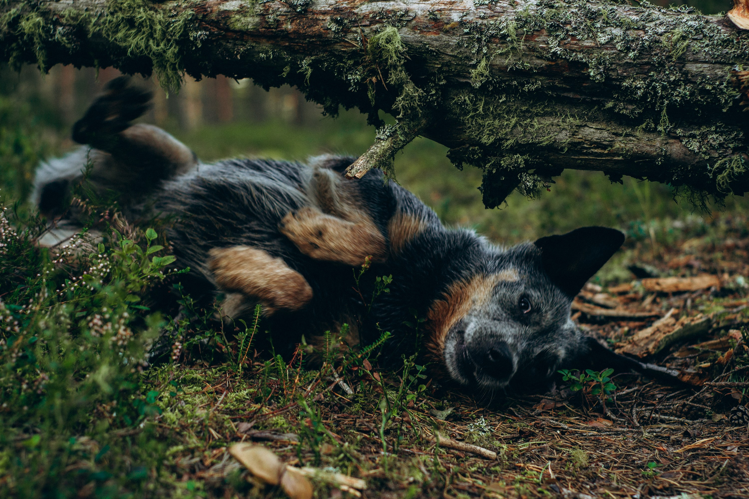 Dakota, Australian Cattle Dog. Kat Laisaar — Pet photographer in Tallinn