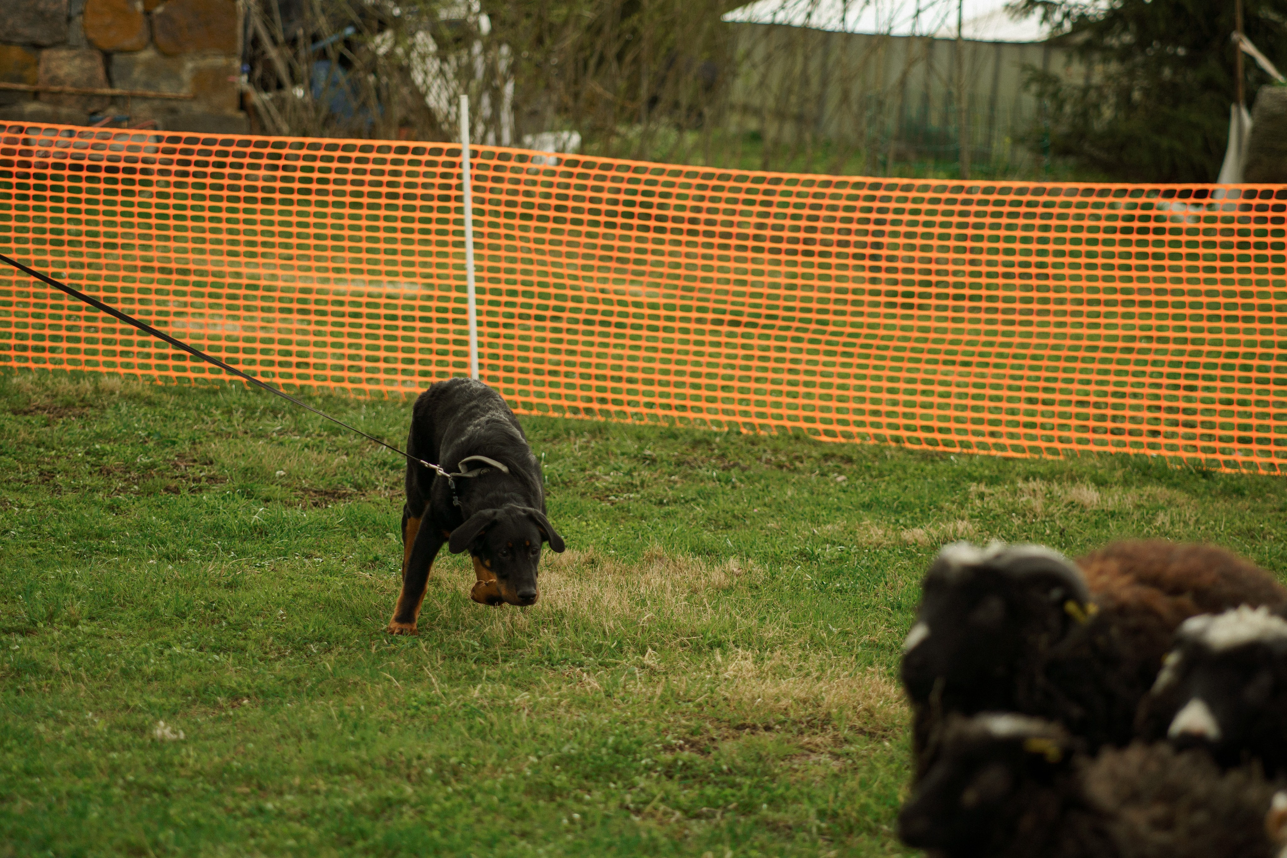 Herding Days, 26 apr. 2025. Kat Laisaar — Pet photographer in Tallinn