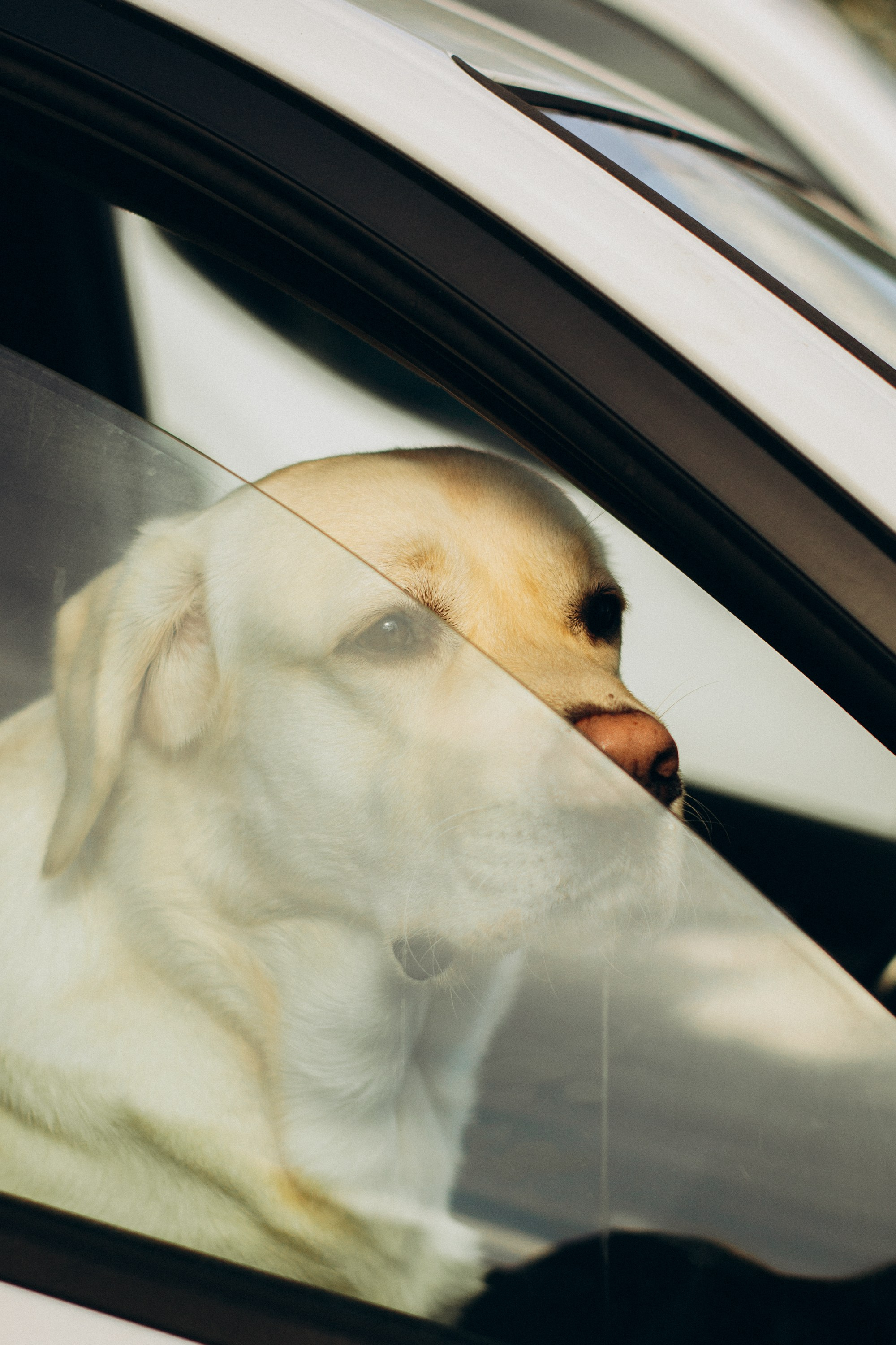 Dog Street Photography in Estonia. Kat Laisaar — Pet photographer in Tallinn