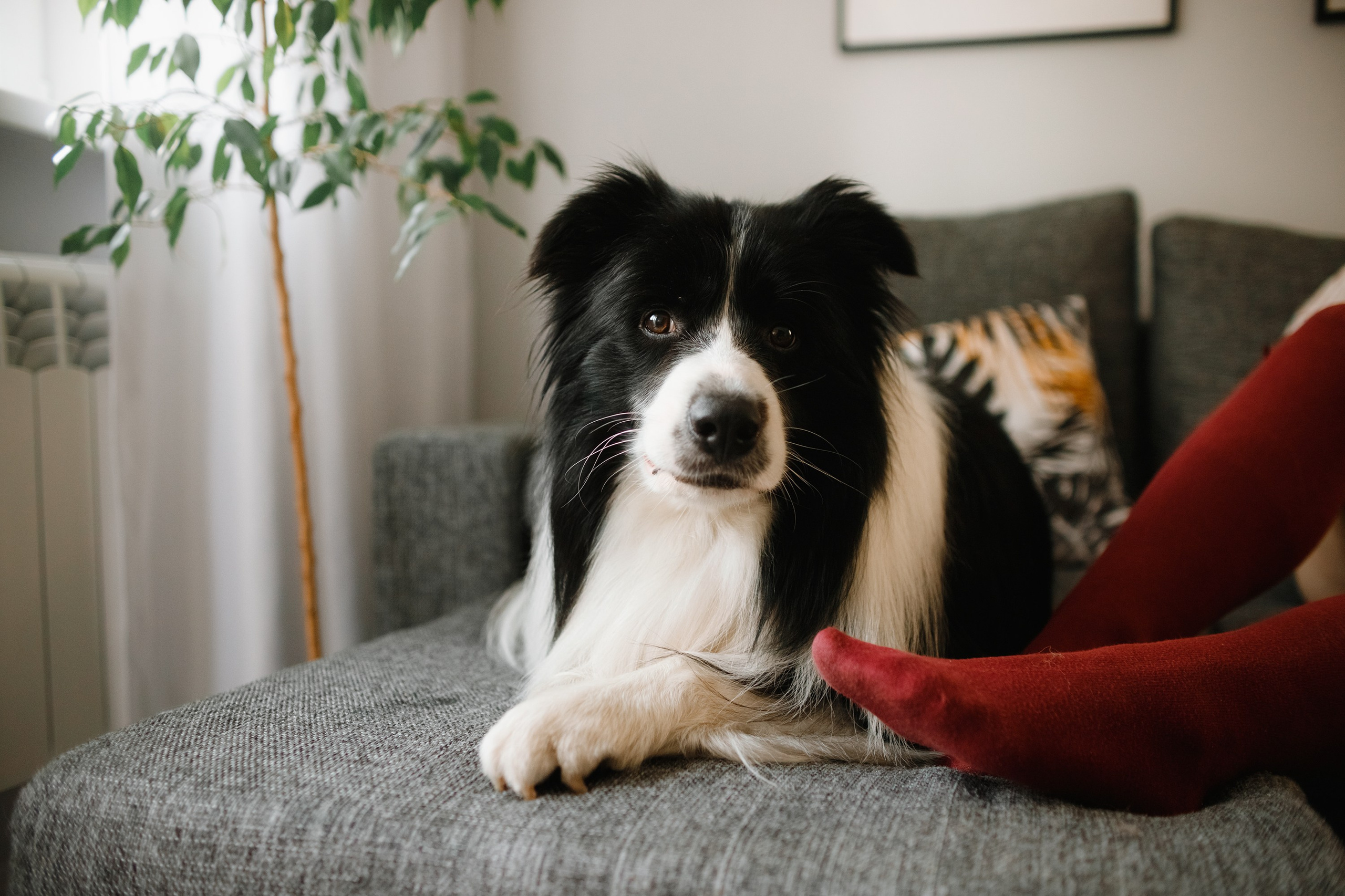 Evgenia & Richard. Kaja | fotograf we Wrocławiu | ludzie i psy