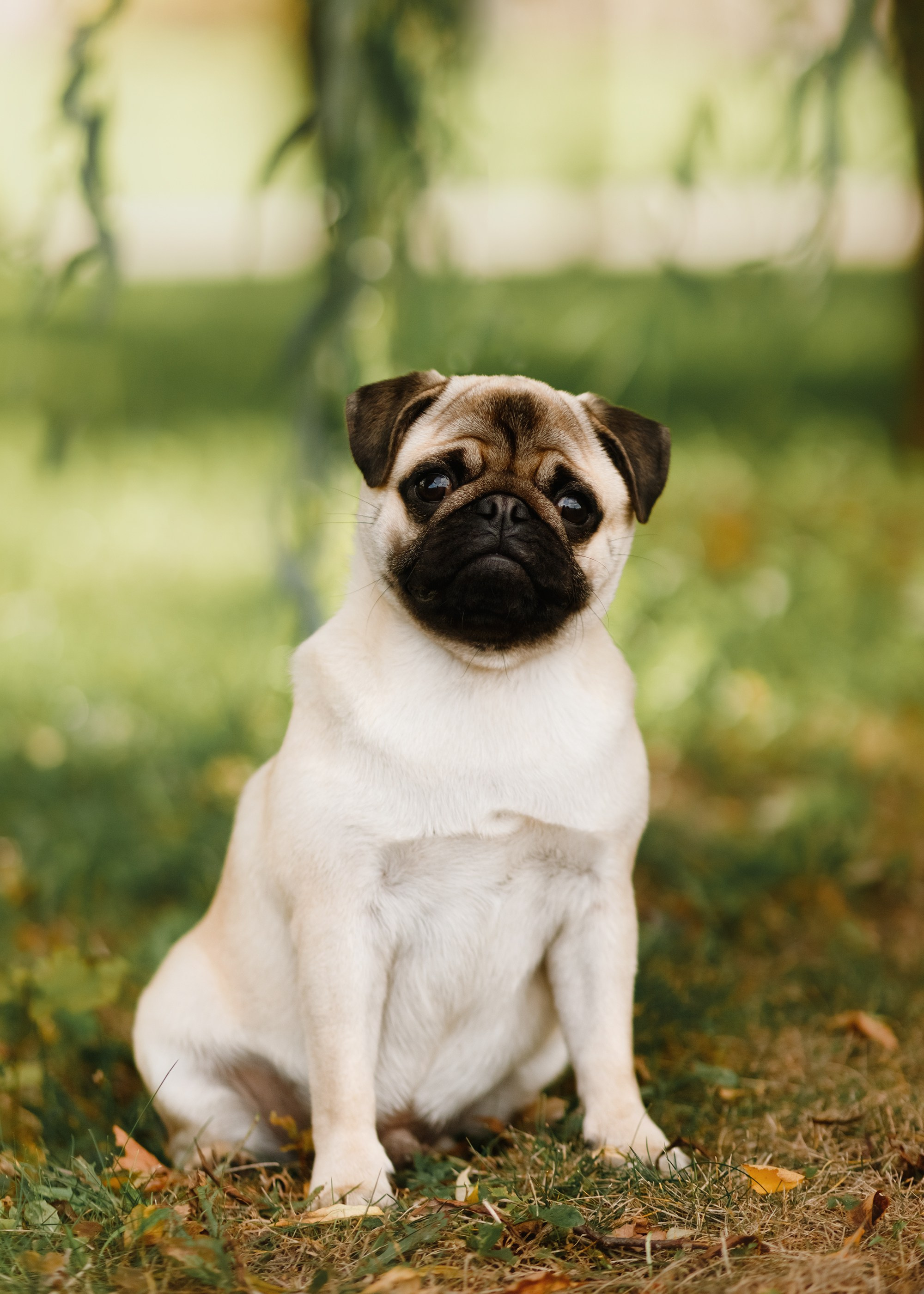 Summer photo day for dog handler. Kaja | fotograf we Wrocławiu | ludzie i psy