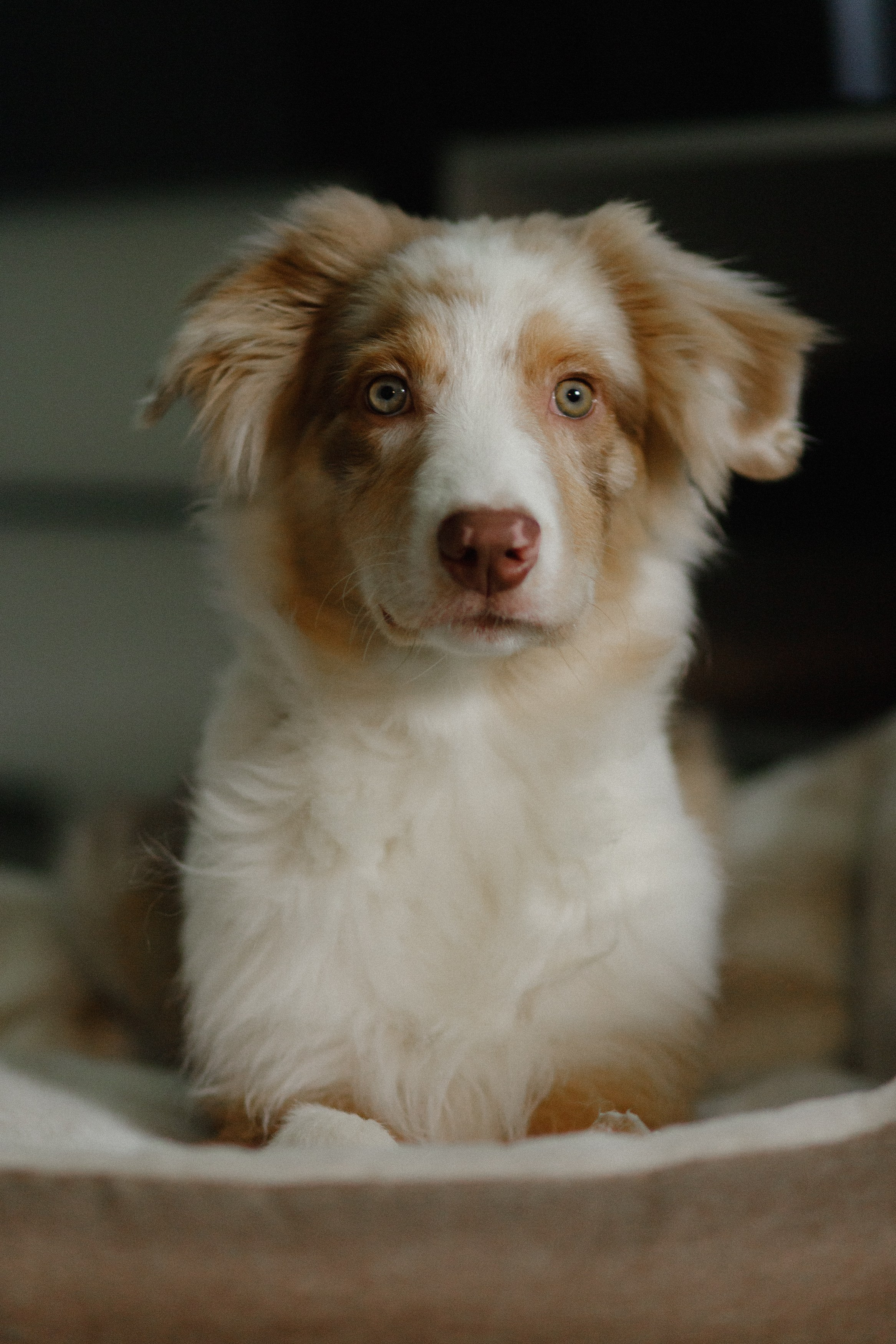 Fotografia psów Wrocław. Kaja | fotograf we Wrocławiu | ludzie i psy