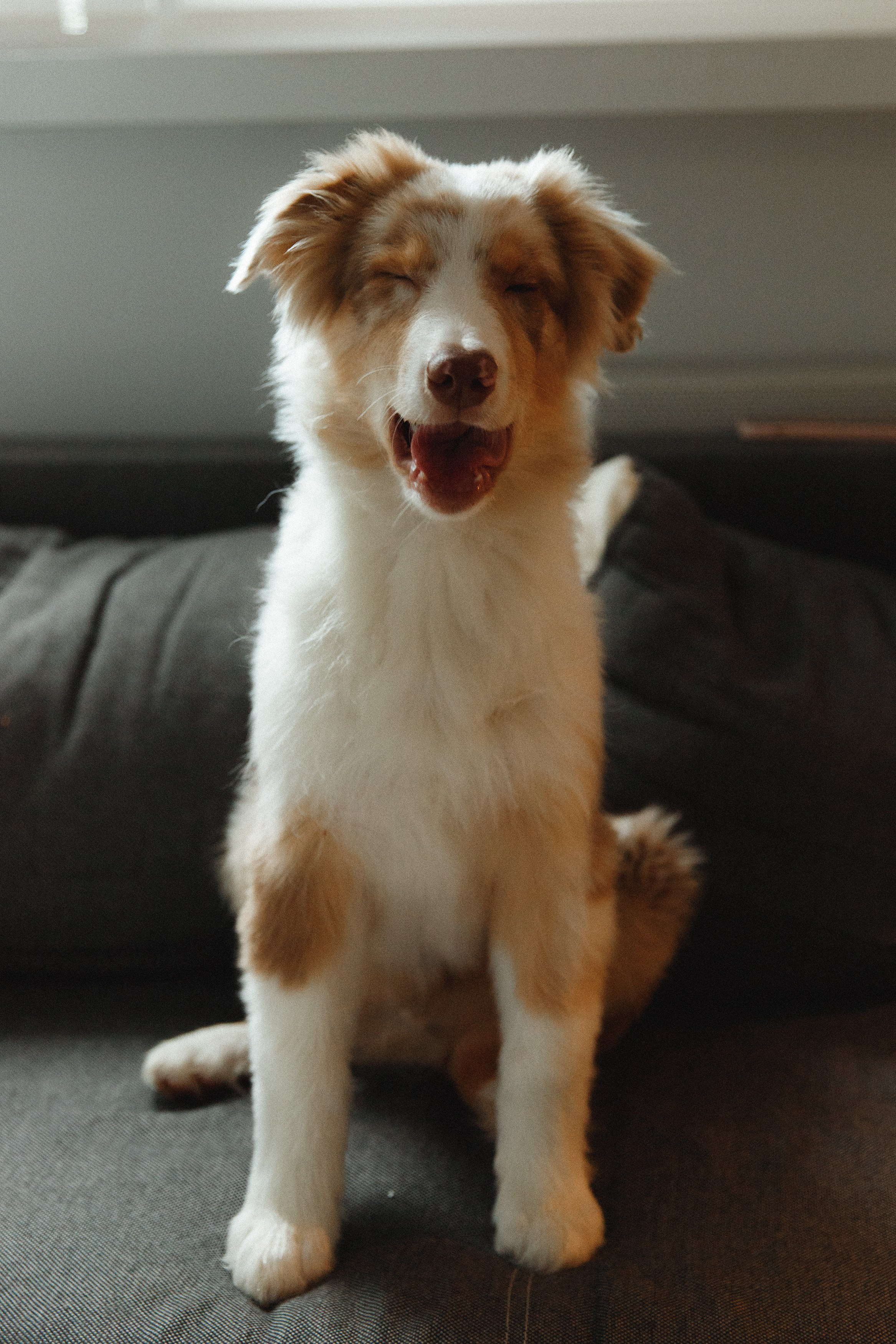 Fotografia psów Wrocław. Kaja | fotograf we Wrocławiu | ludzie i psy