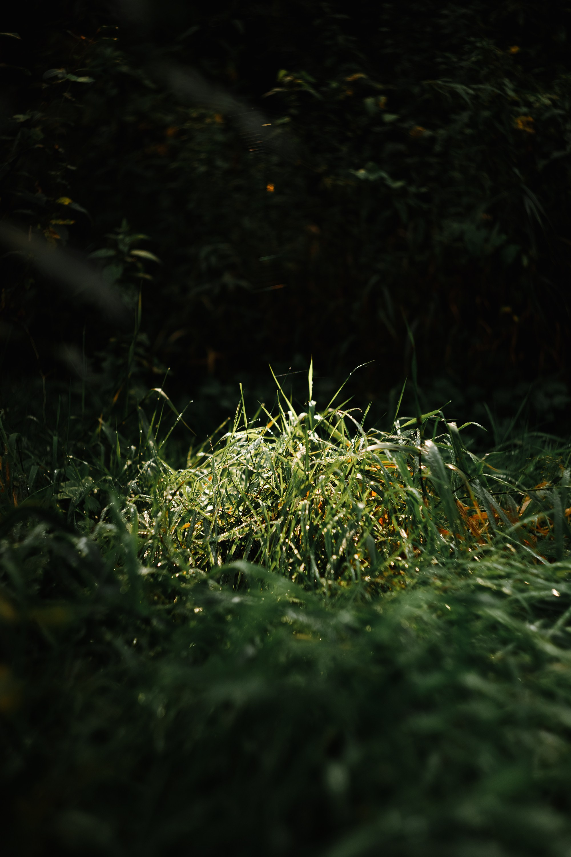 Grodno. Kaja | fotograf we Wrocławiu | ludzie i psy