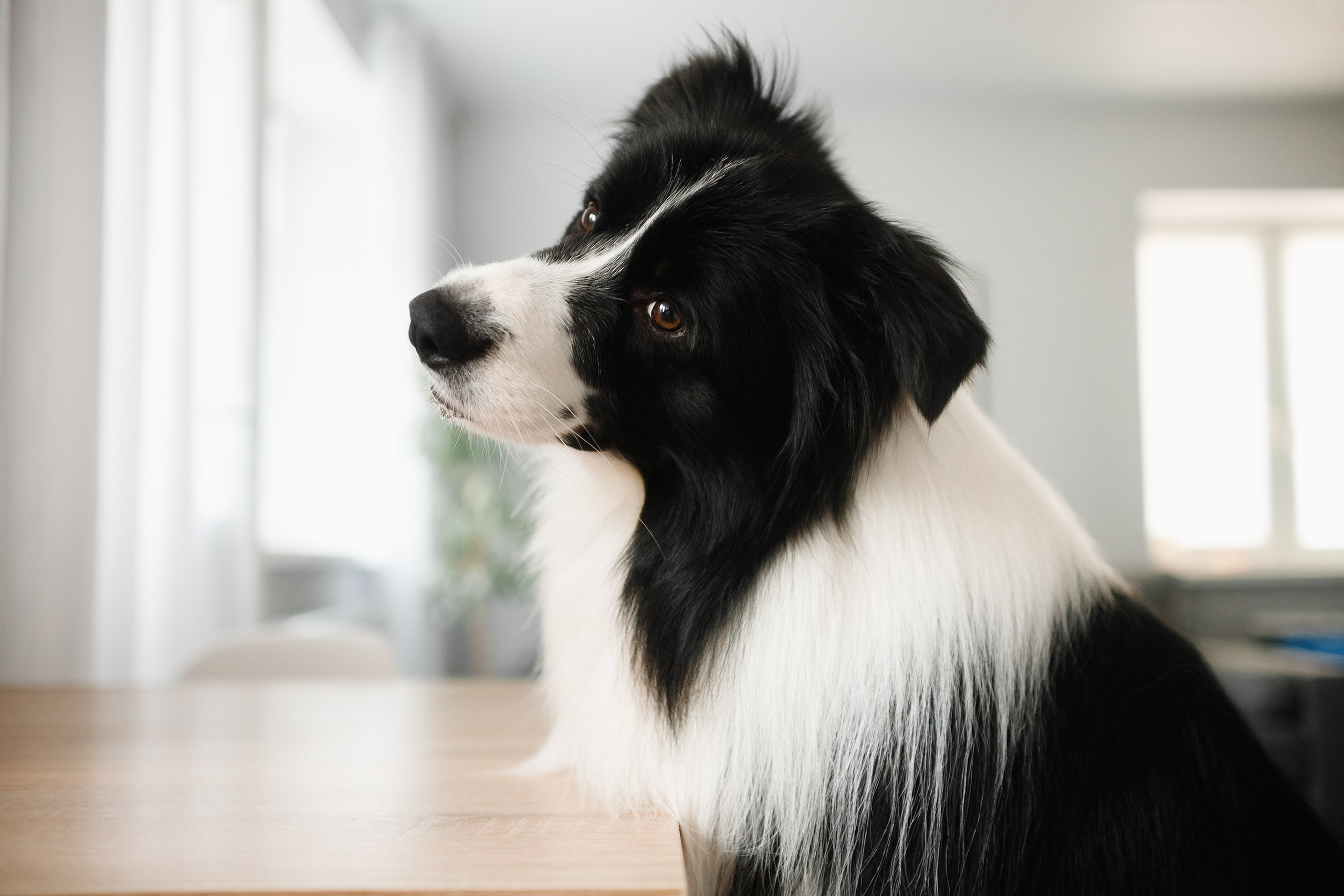 Evgenia & Richard. Kaja | fotograf we Wrocławiu | ludzie i psy