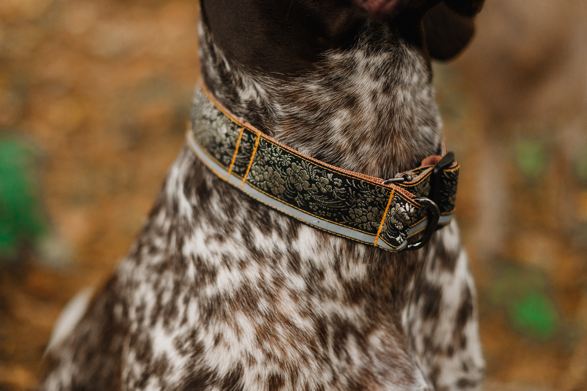 «Kasmach» dogs ammunition. Kaja | fotograf we Wrocławiu | ludzie i psy