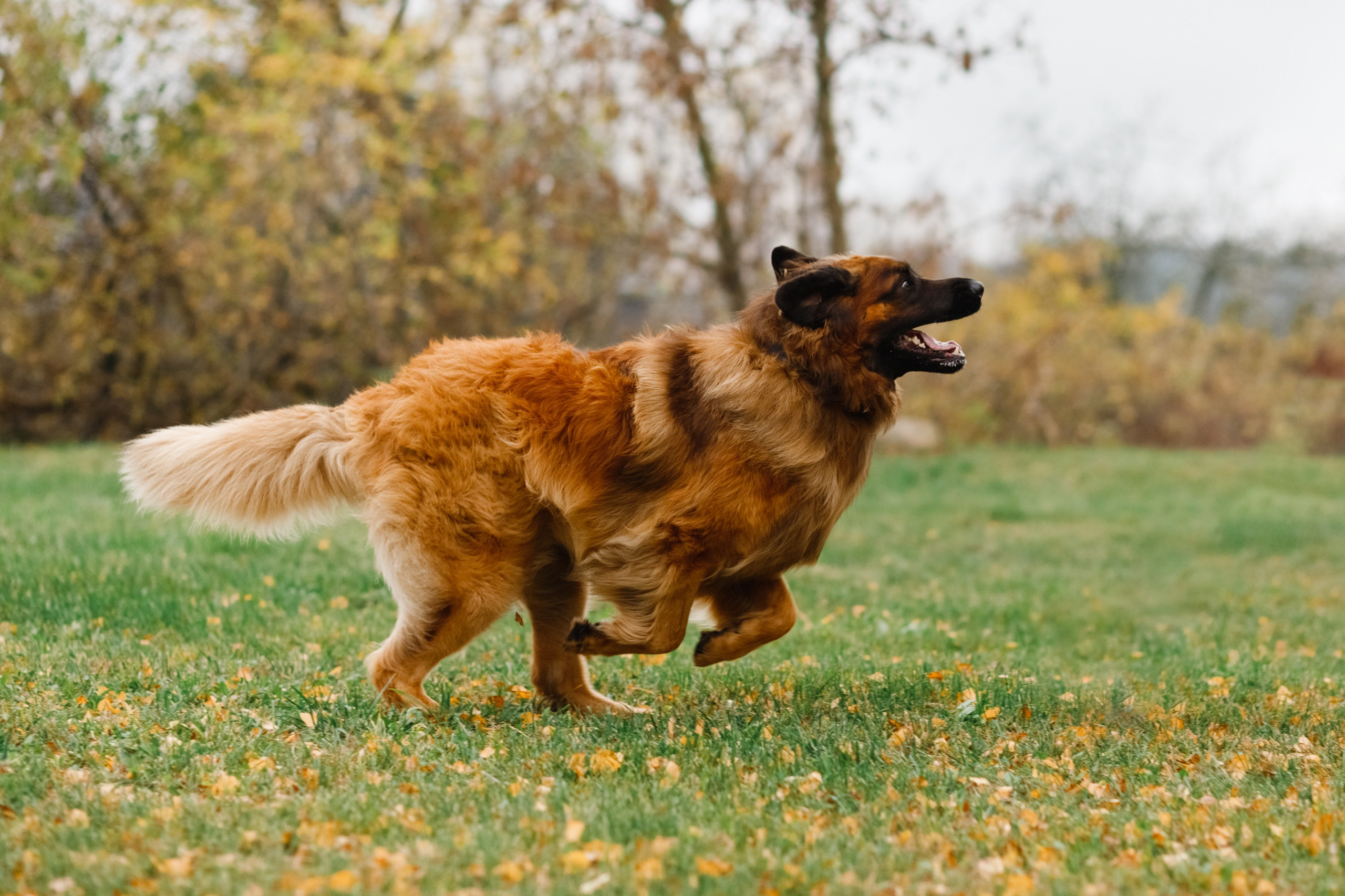 Leonbergers. Kaja | fotograf we Wrocławiu | ludzie i psy