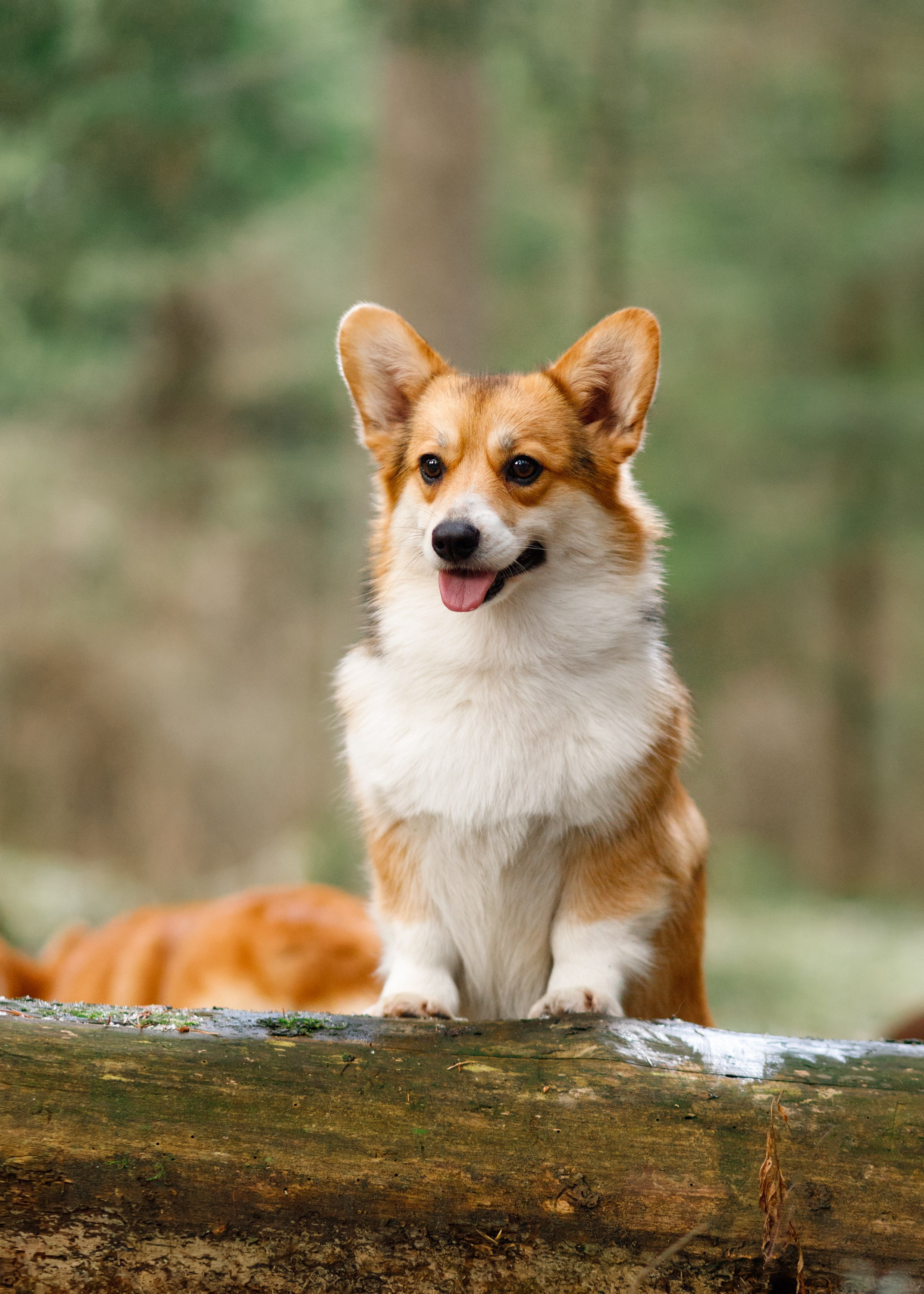 Corgi kennel & some other dogs in the forest. Kaja | fotograf psów we Wrocławiu