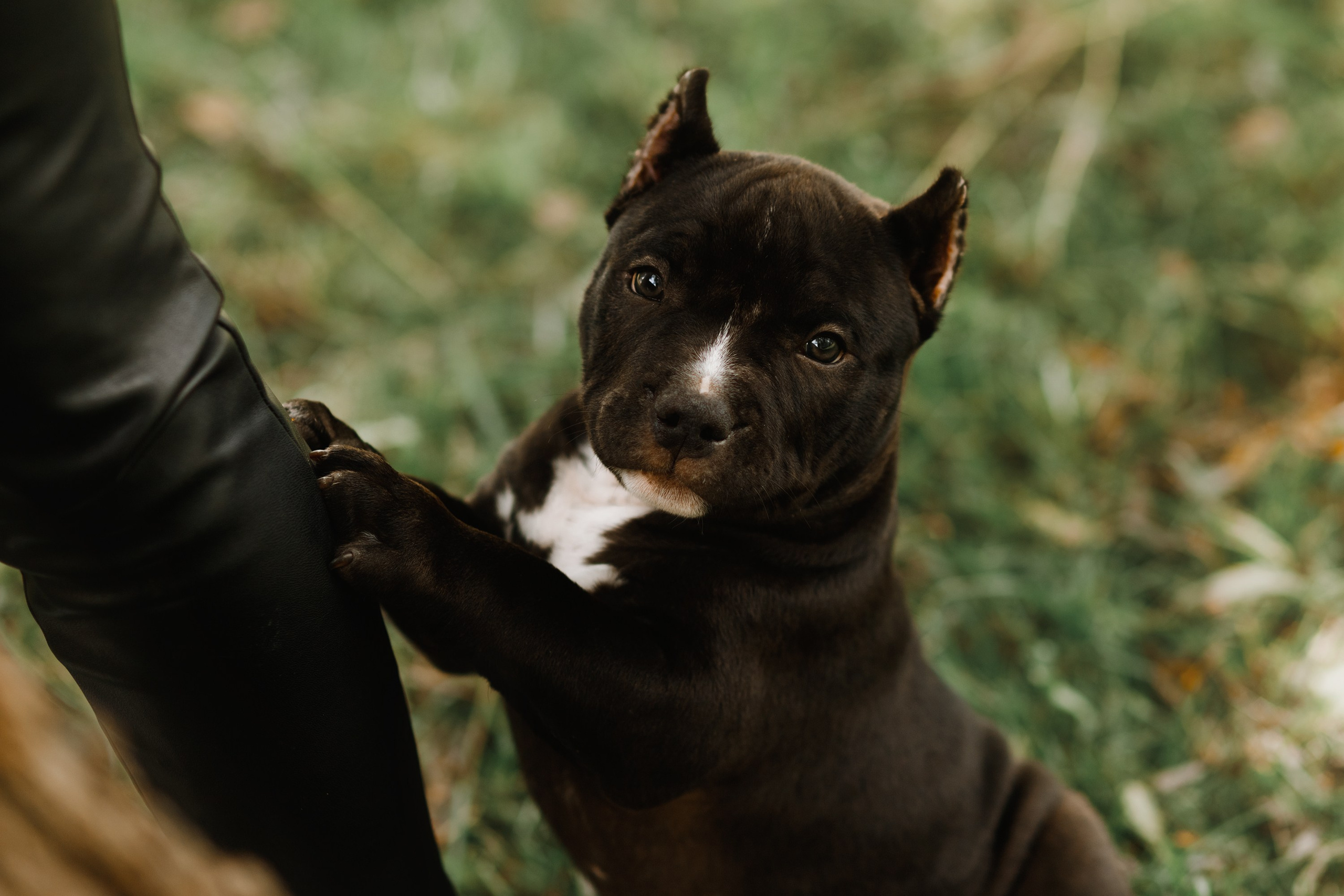 Bullie puppies. Kaja | fotograf we Wrocławiu | ludzie i psy