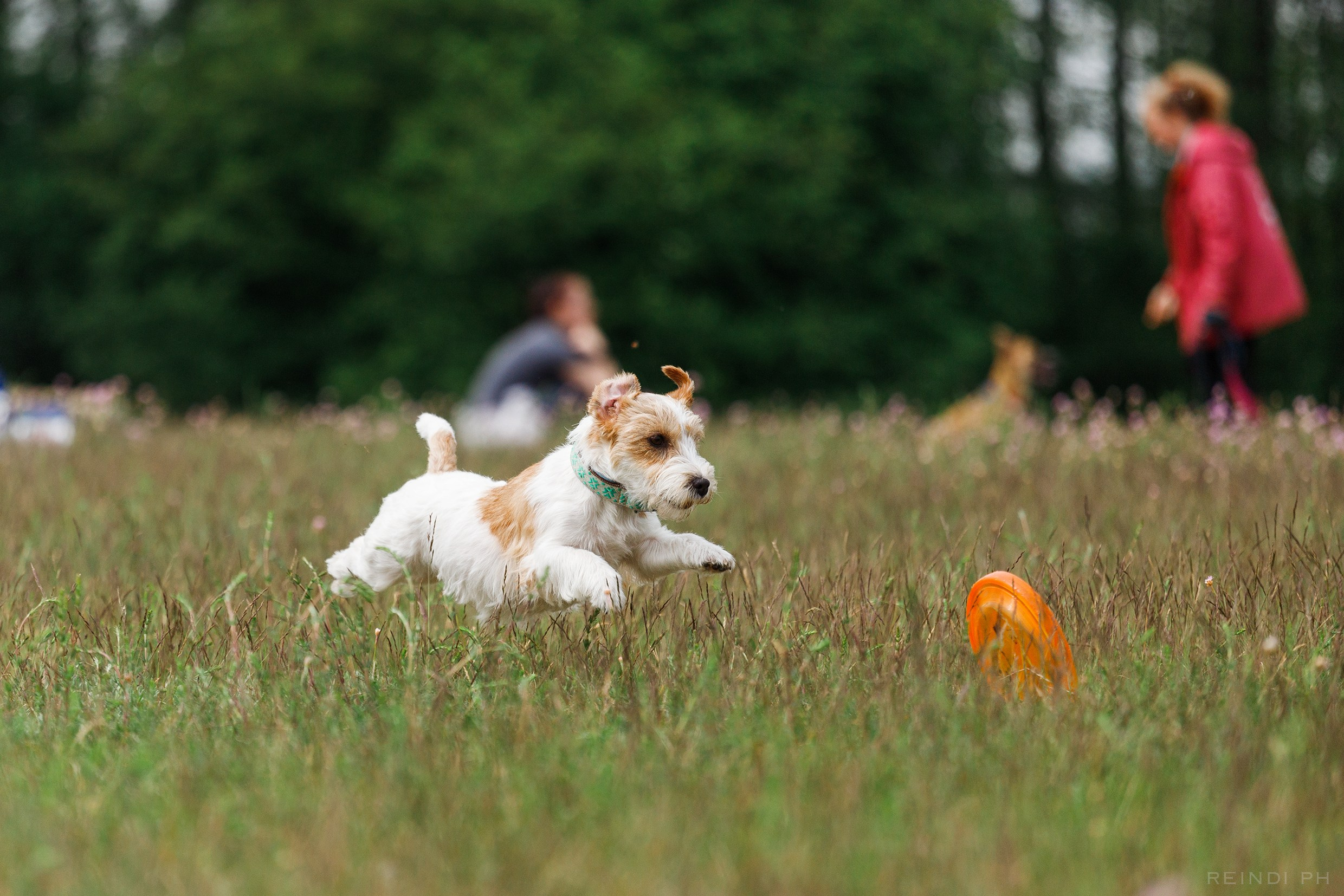 Dog frisbee championship | summer. Kaja | fotograf we Wrocławiu | ludzie i psy