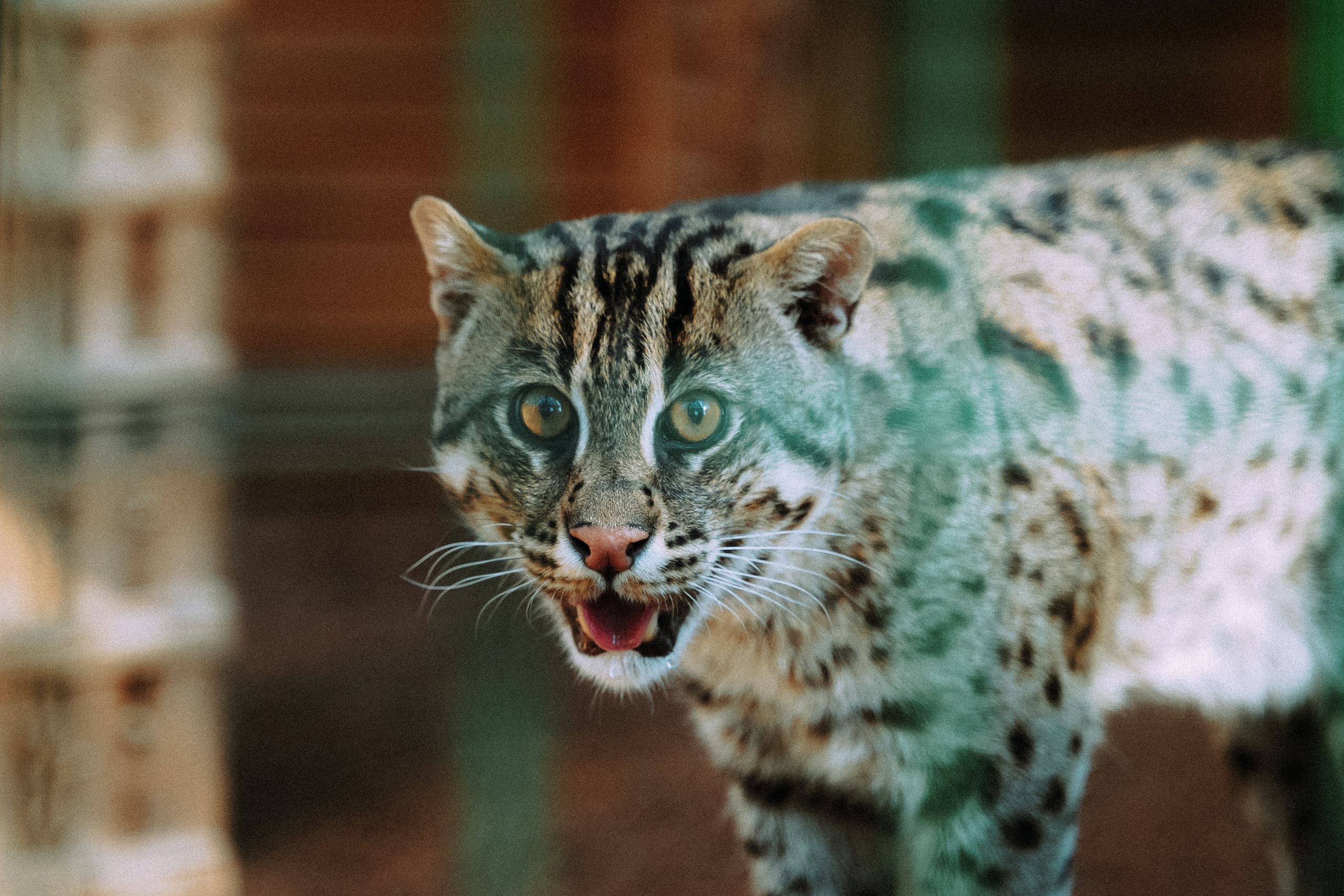 Кот шпедингера. Стрит-фотография, полная абсурда, идиотизма и красоты