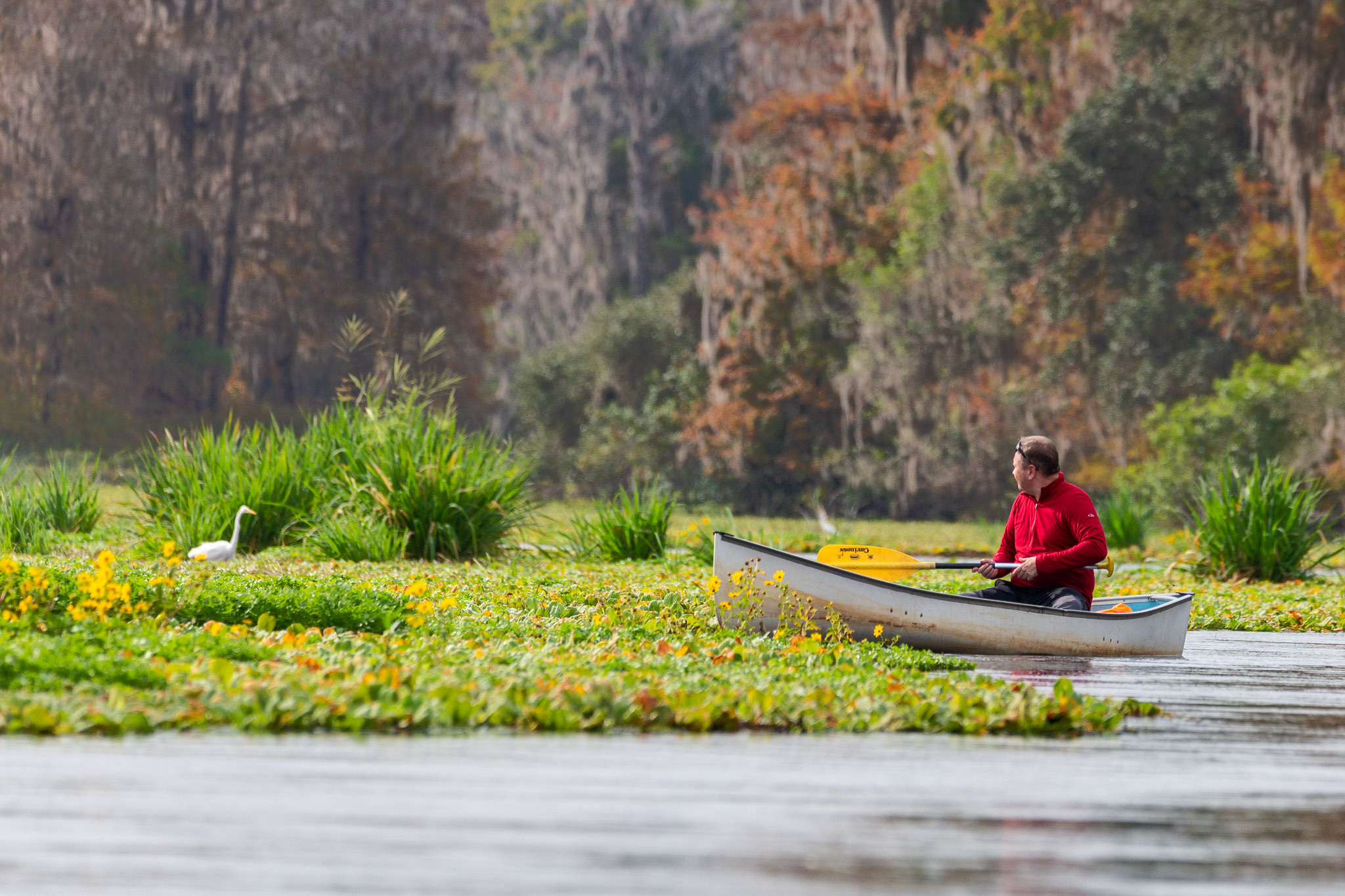 Cypresses, Springs, Birds and Alligators. Pet, Senior, Landscape, portrait studio, photographer in Miami and Sou