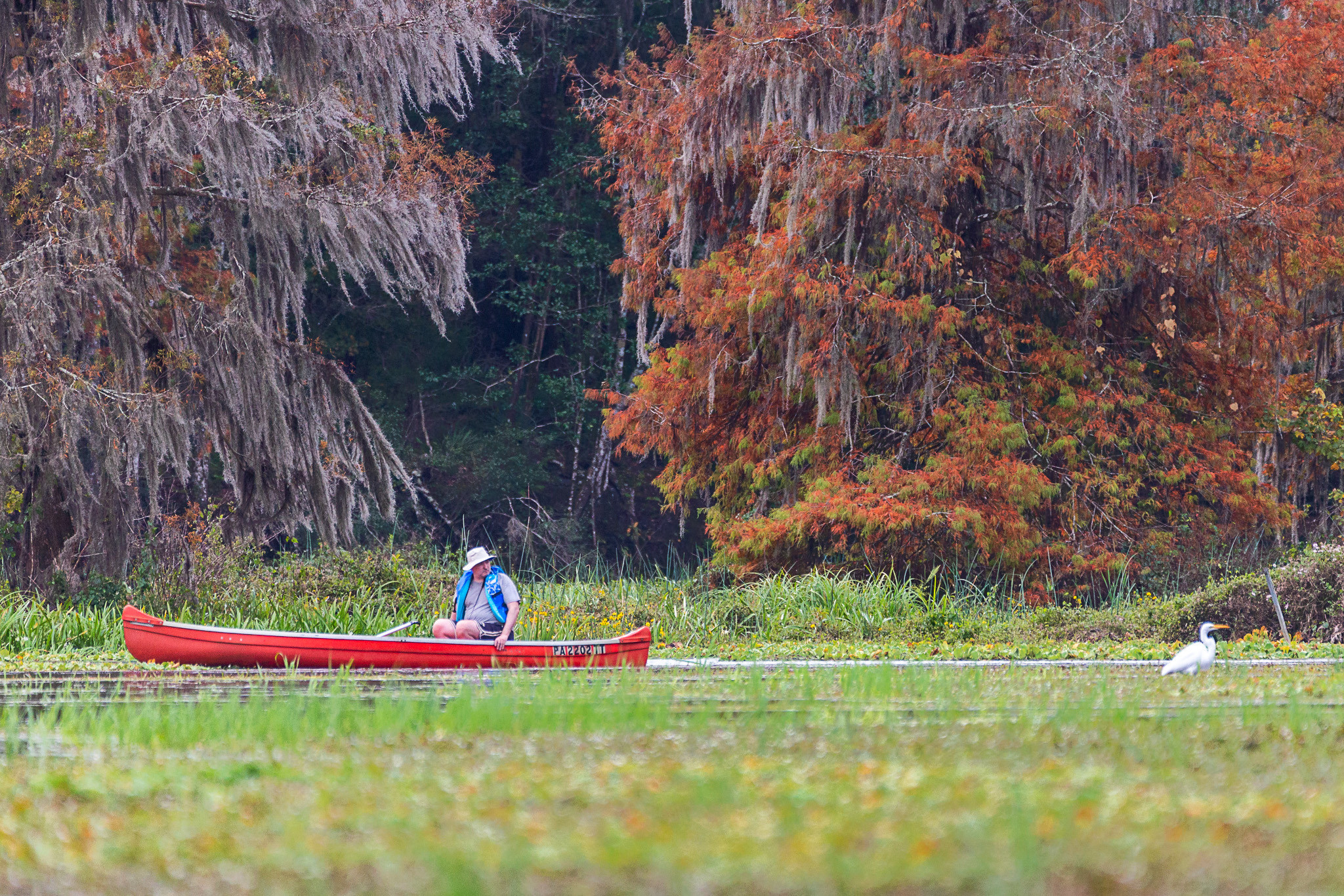Cypresses, Springs, Birds and Alligators. Pet, Senior, Landscape, portrait studio, photographer in Miami and Sou