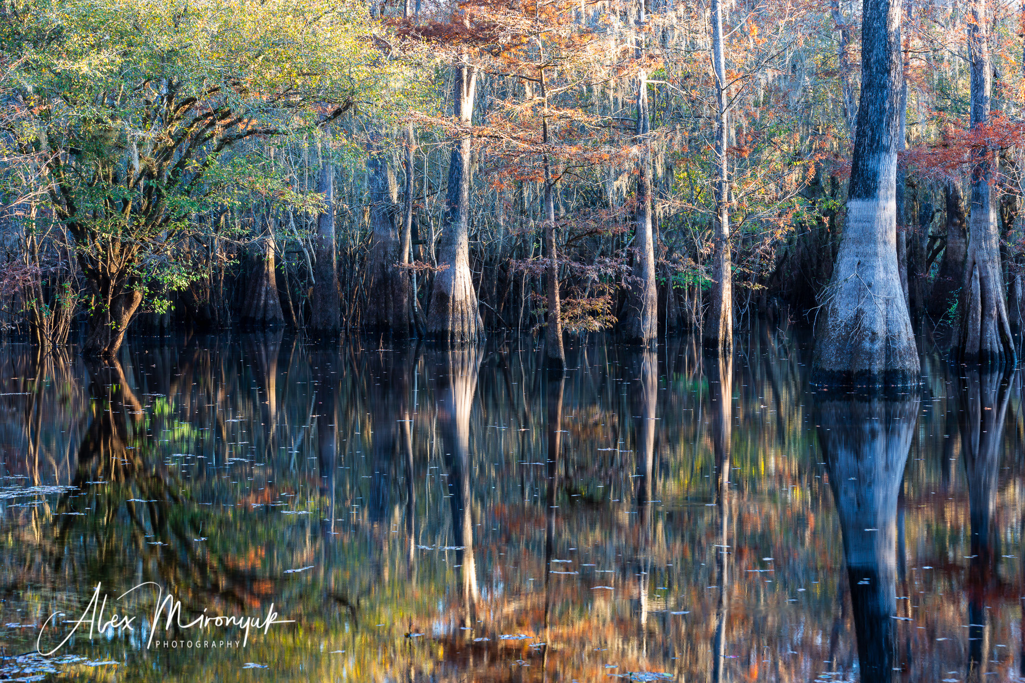 Cypresses, Springs, Birds and Alligators. Pet, Senior, Landscape, portrait studio, photographer in Miami and Sou