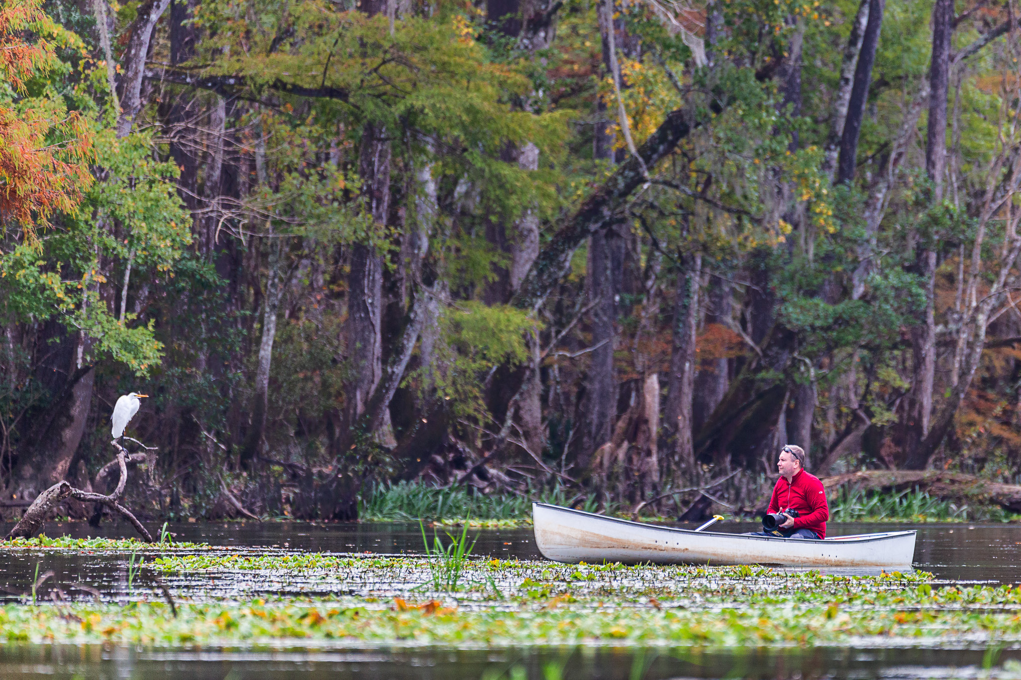 Cypresses, Springs, Birds and Alligators. Pet, Senior, Landscape, portrait studio, photographer in Miami and Sou