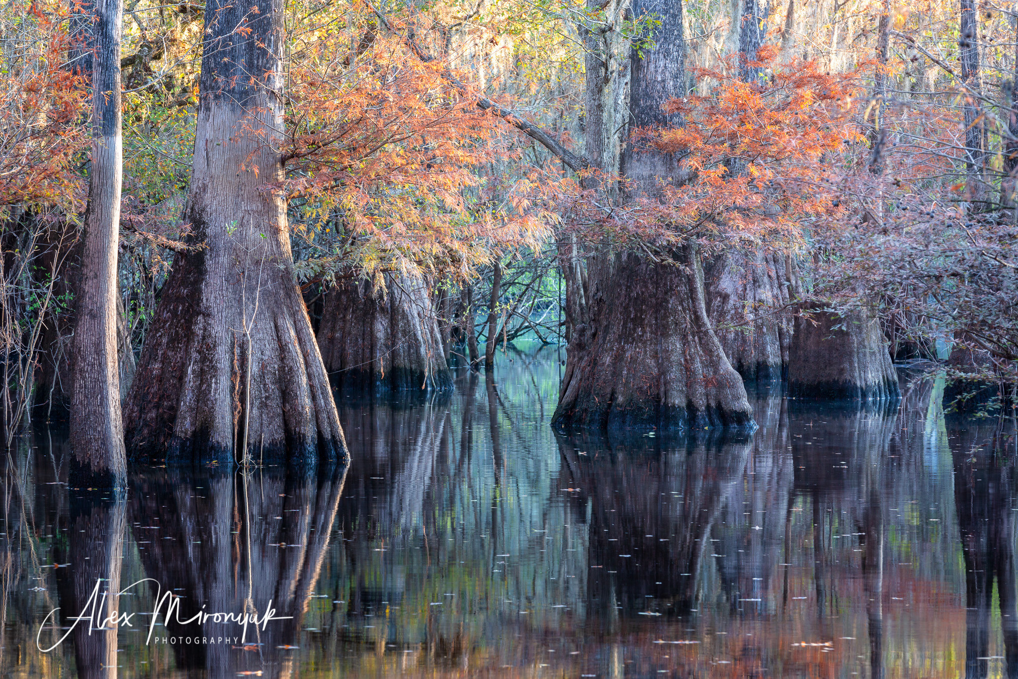 Cypresses, Springs, Birds and Alligators. Pet, Senior, Landscape, portrait studio, photographer in Miami and Sou