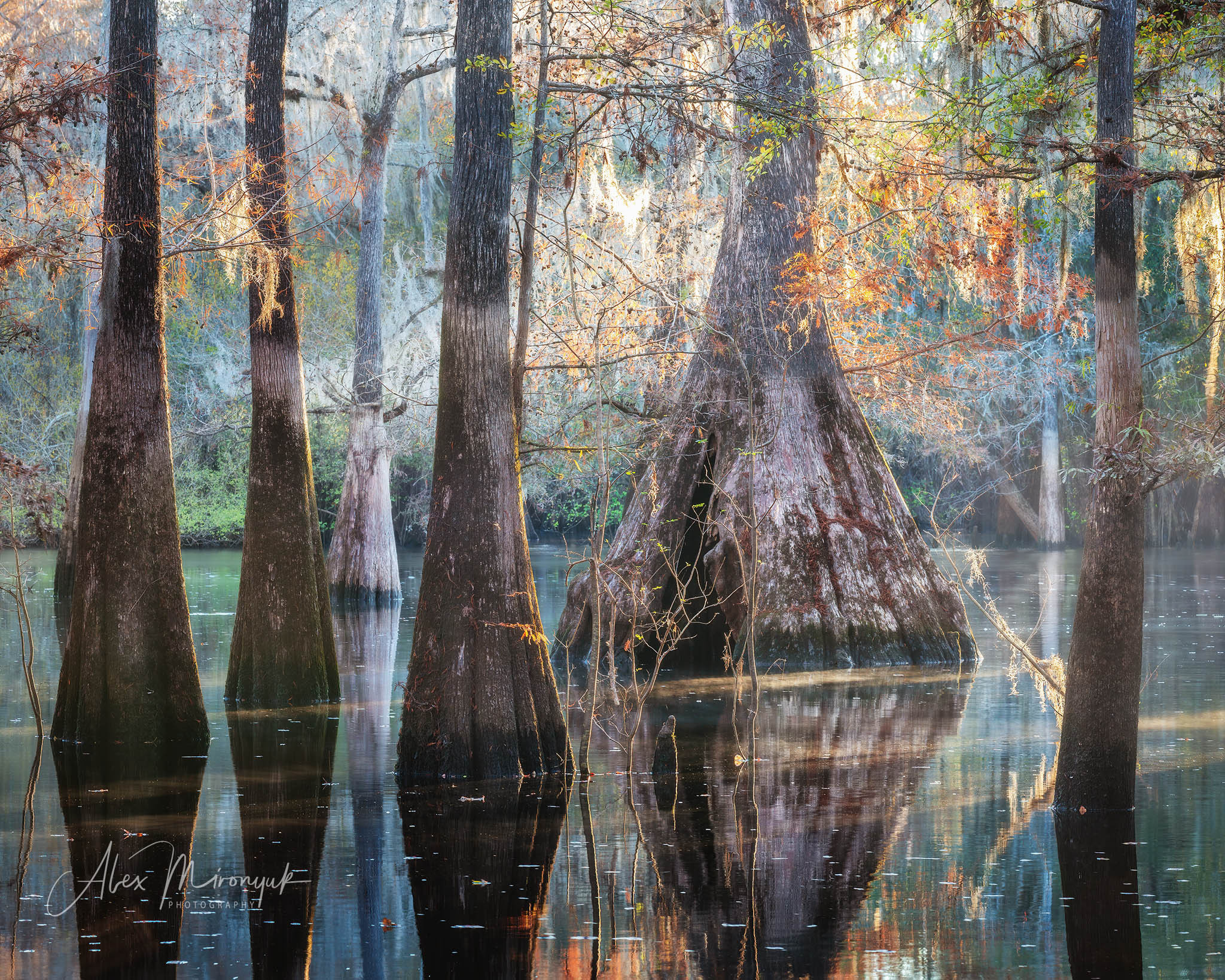 Cypresses, Springs, Birds and Alligators. Pet, Senior, Landscape, portrait studio, photographer in Miami and Sou