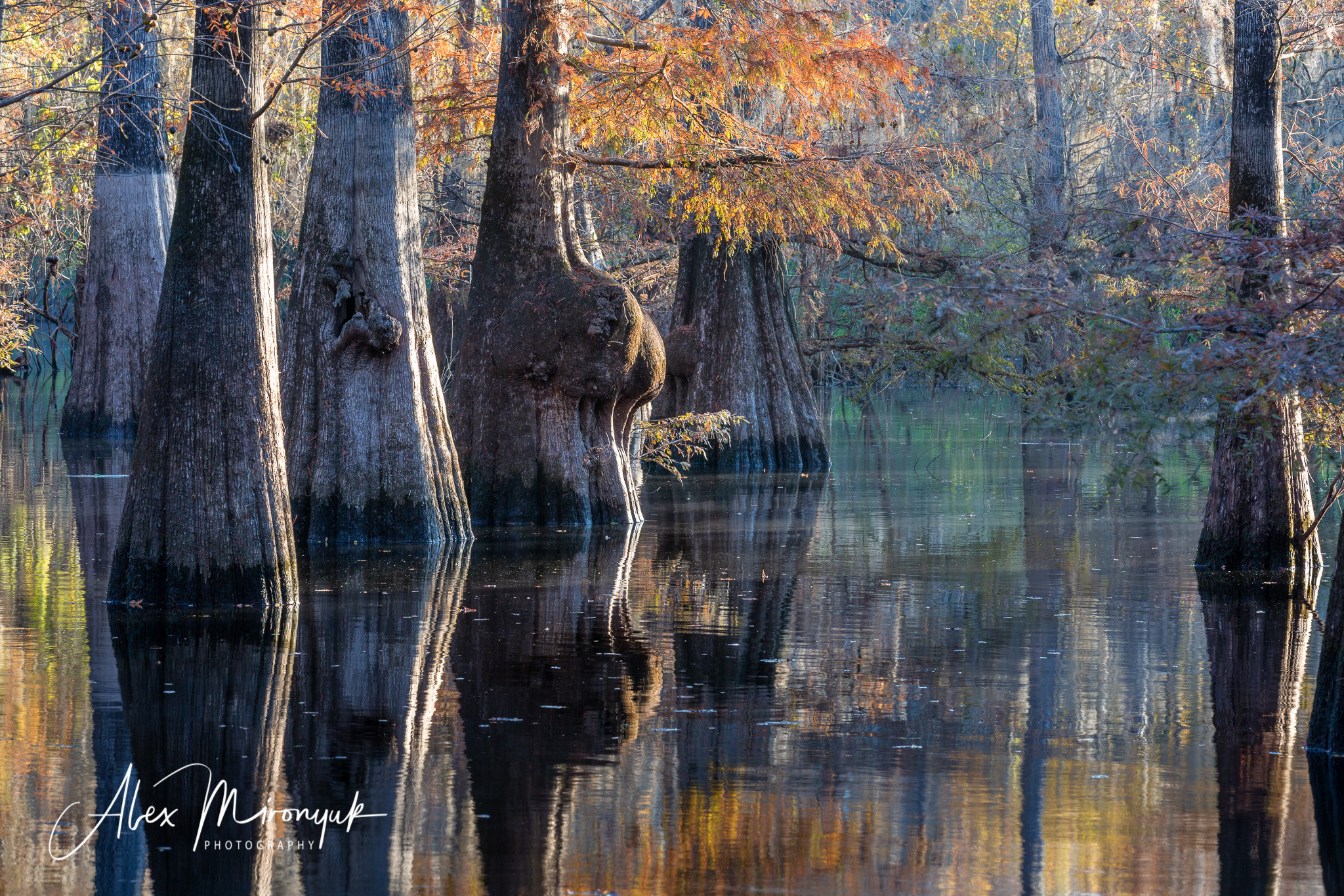Cypresses, Springs, Birds and Alligators. Pet, Senior, Landscape, portrait studio, photographer in Miami and Sou