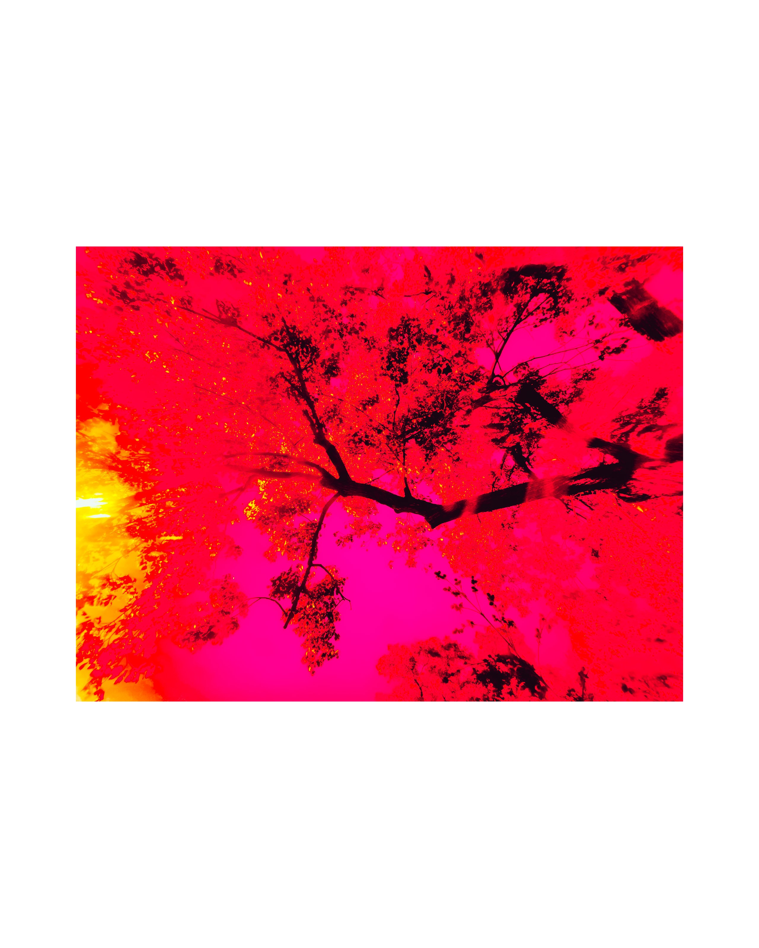 Nature from Exaggerated Worlds. Ekaterina Tsurkina-Appina Photography Canada