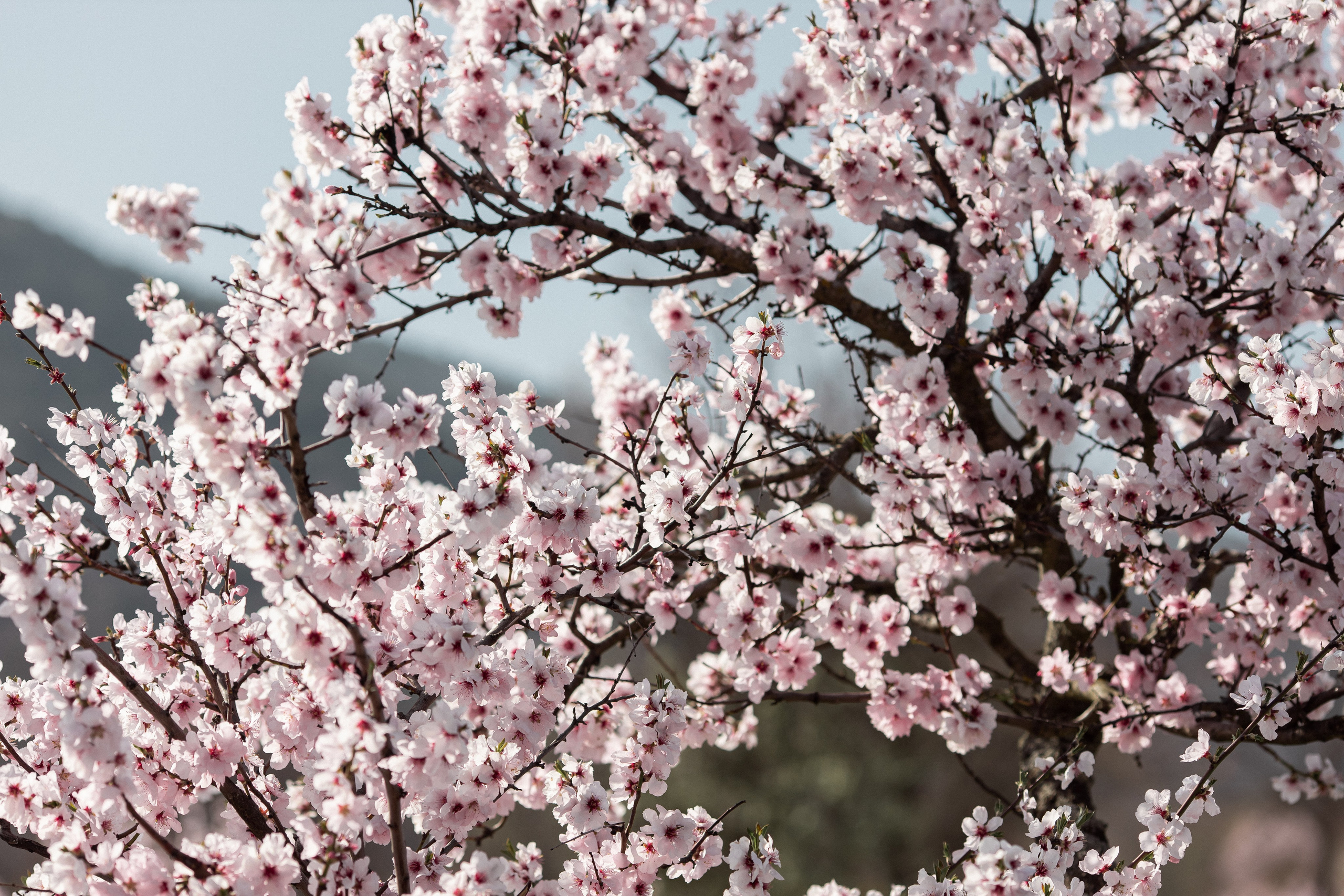 Цветущий миндаль в Пфальце. Фотограф в Германии — Мария Чистякова