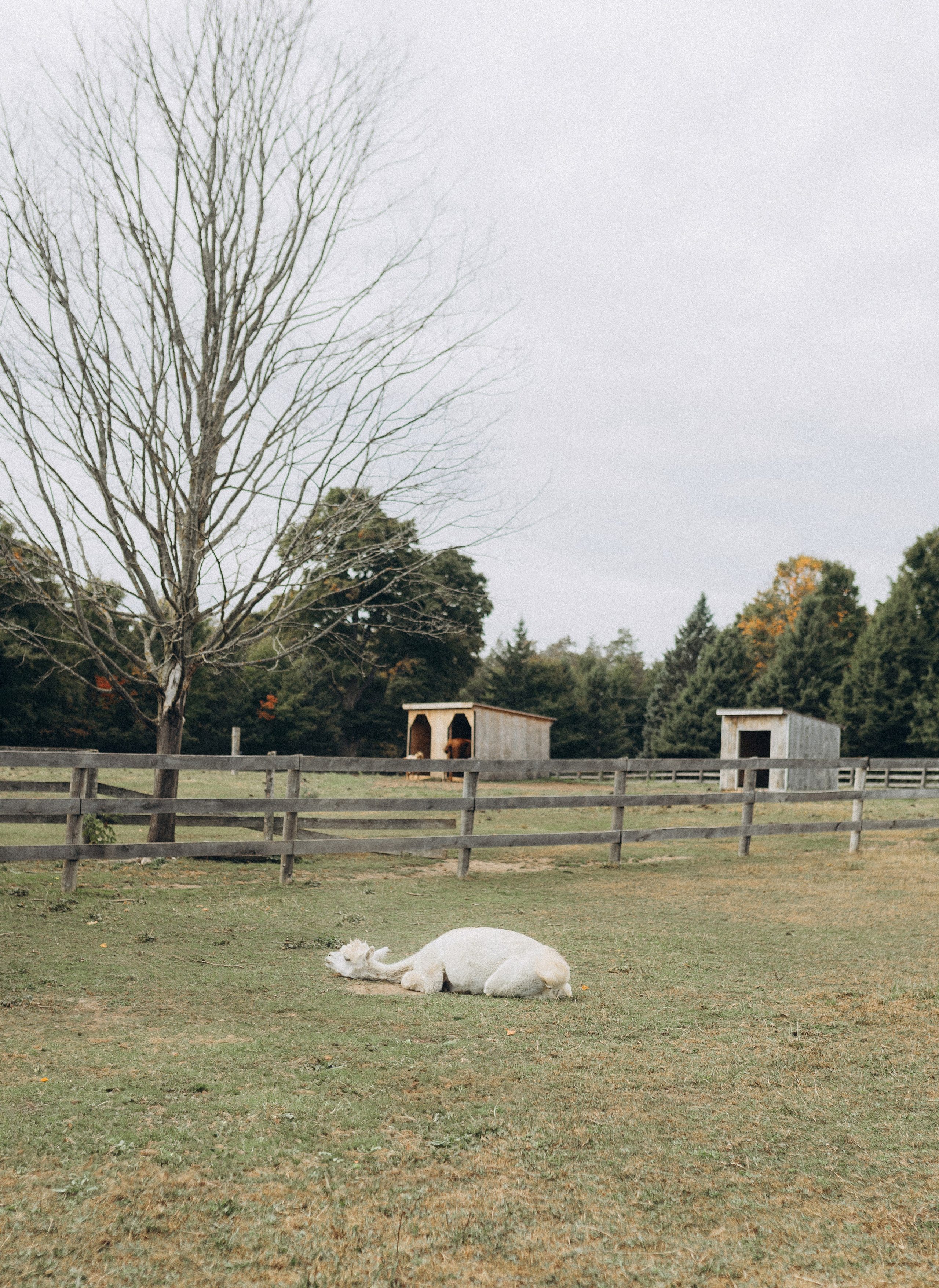 Alpacas Farm. Chernenko.photography