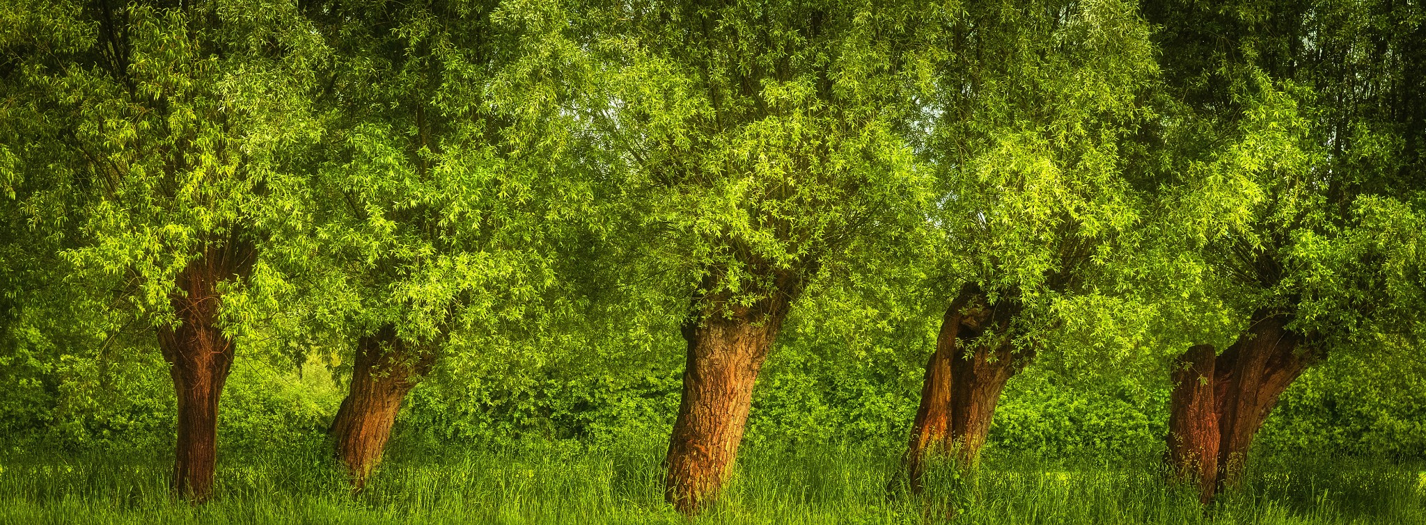 Panoramic. Nature Photographer and Videographer from Germany