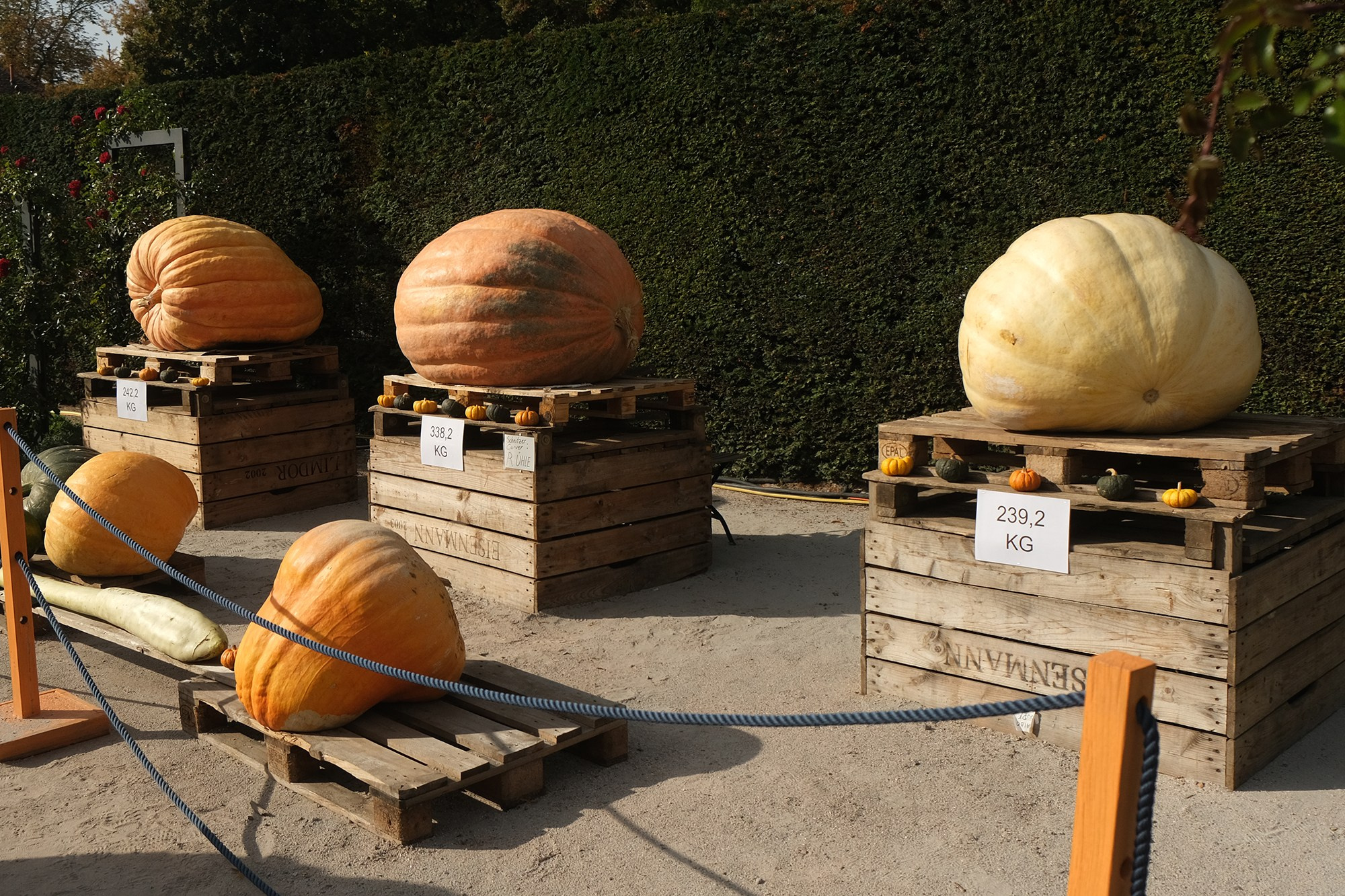 Фестиваль тыквы. Elina Reisen. Туристическое агентство в Аугсбурге