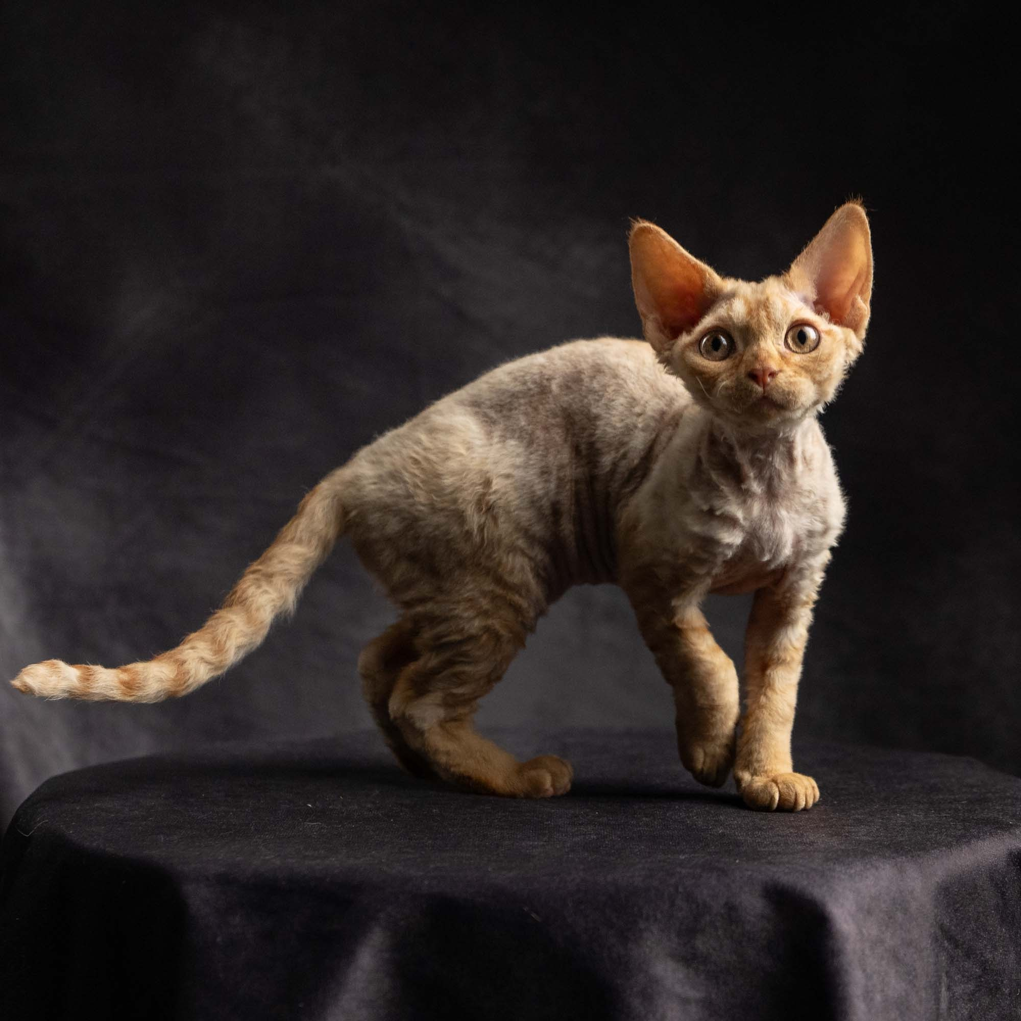 Dorito, boy, born on 06.06.24 SOLD. Devon Rex Pixie Cattery